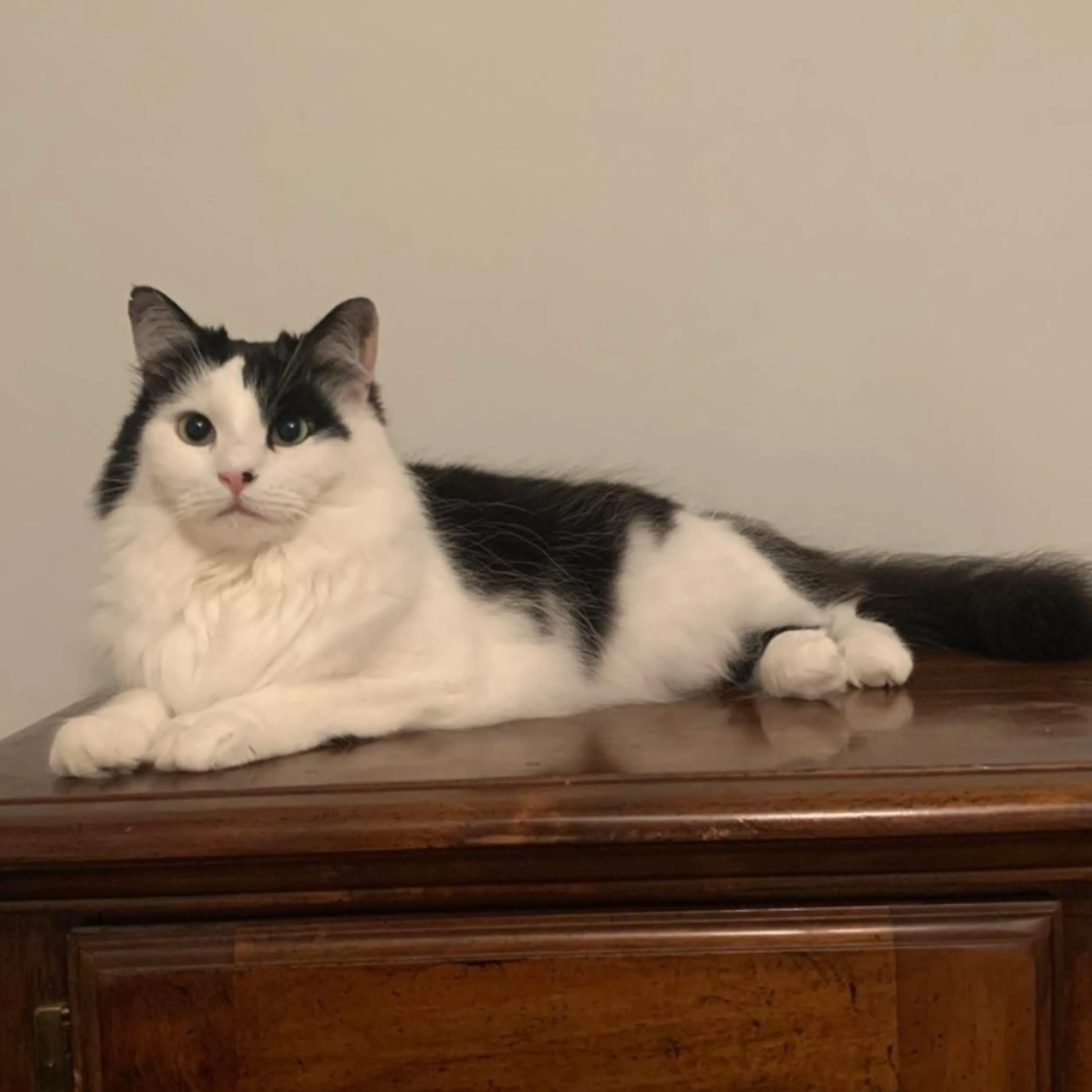 Lost pet