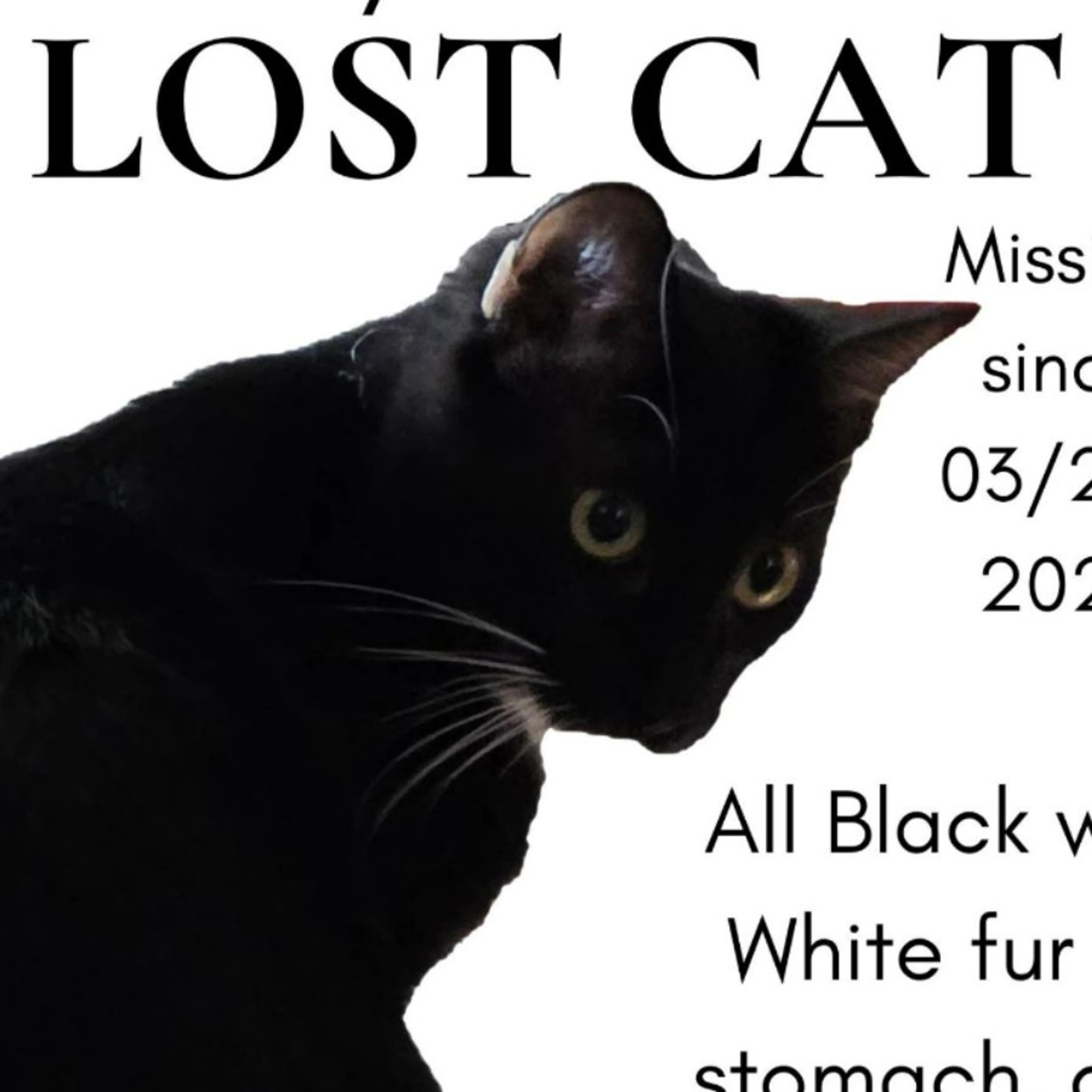Lost pet