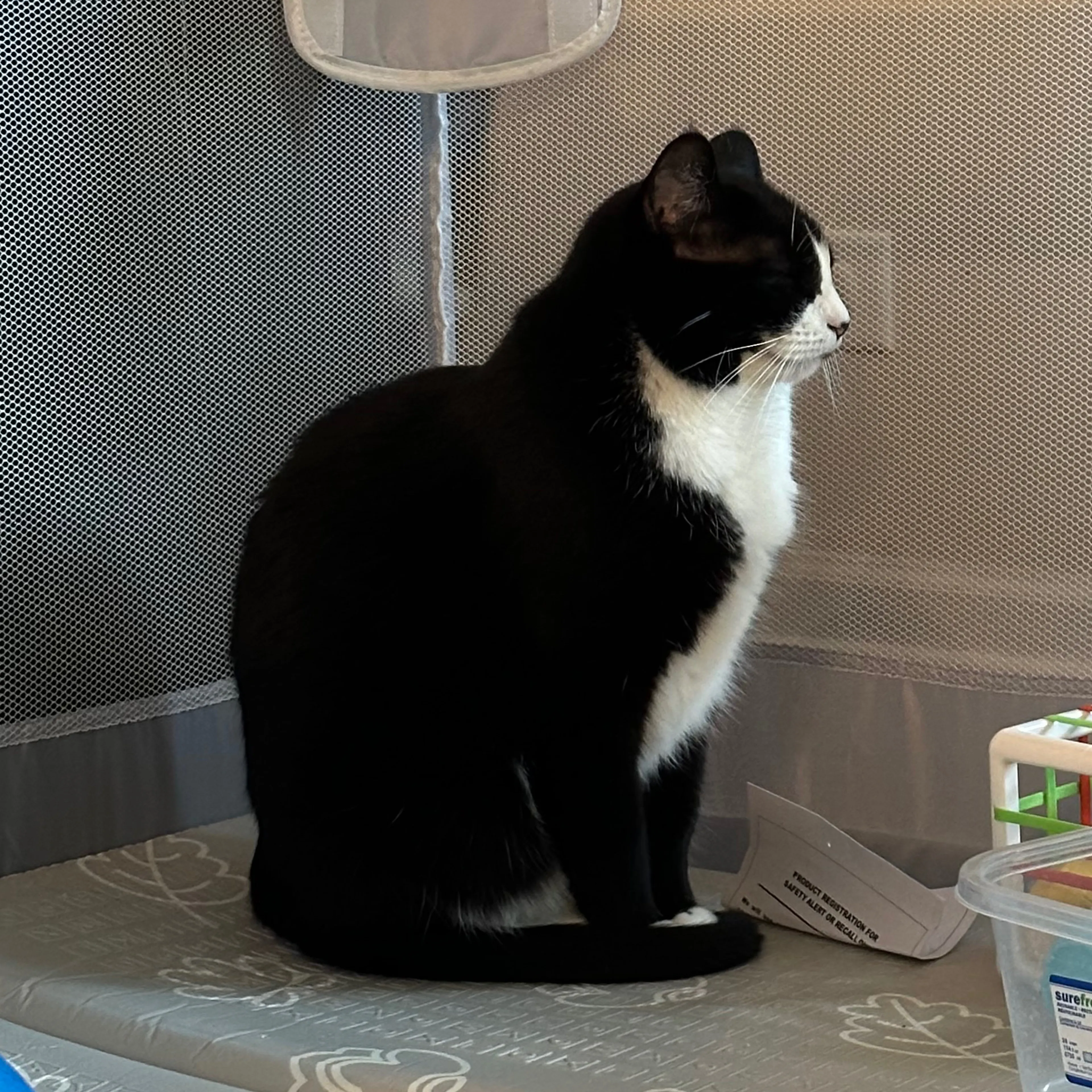 Lost pet-1