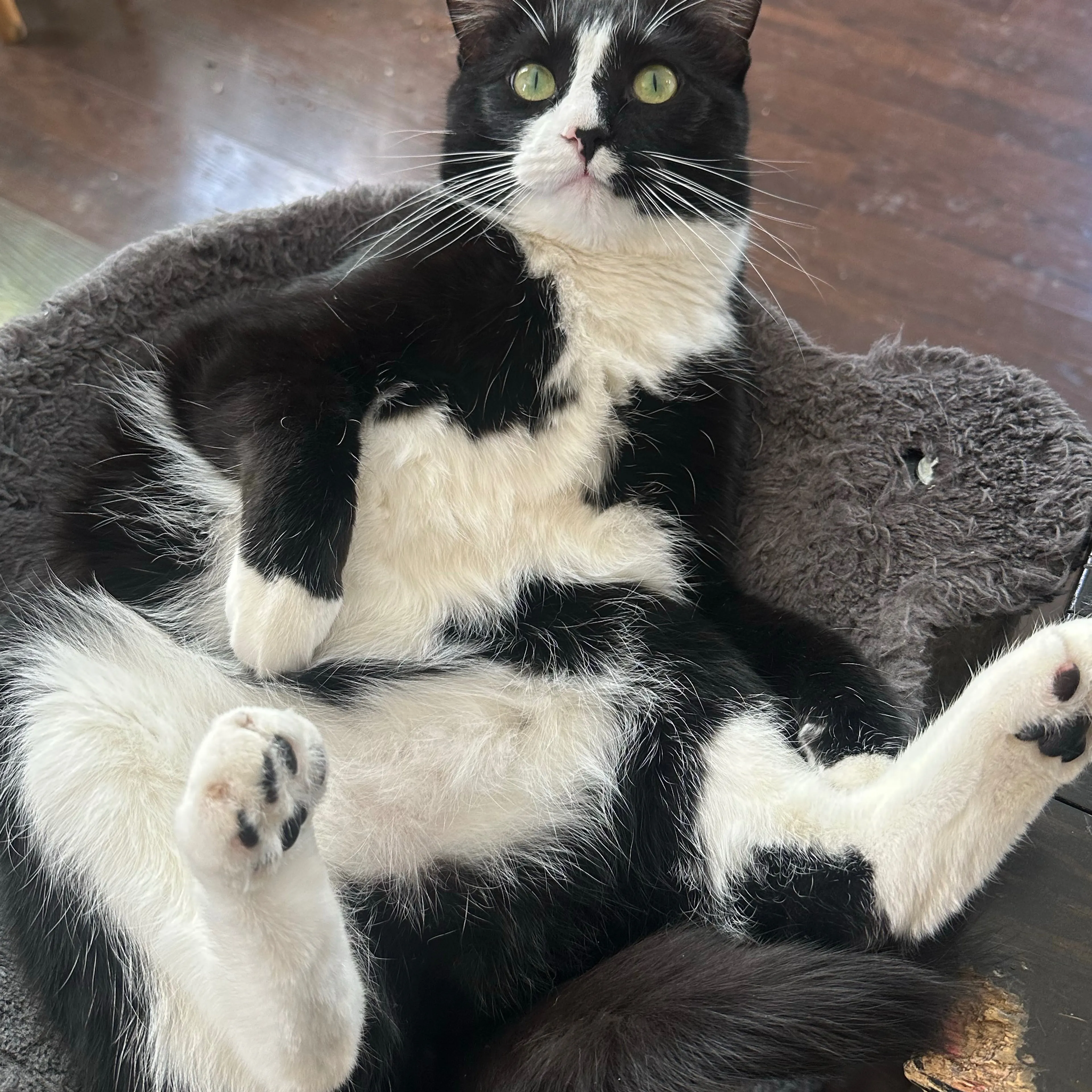 Lost pet-3
