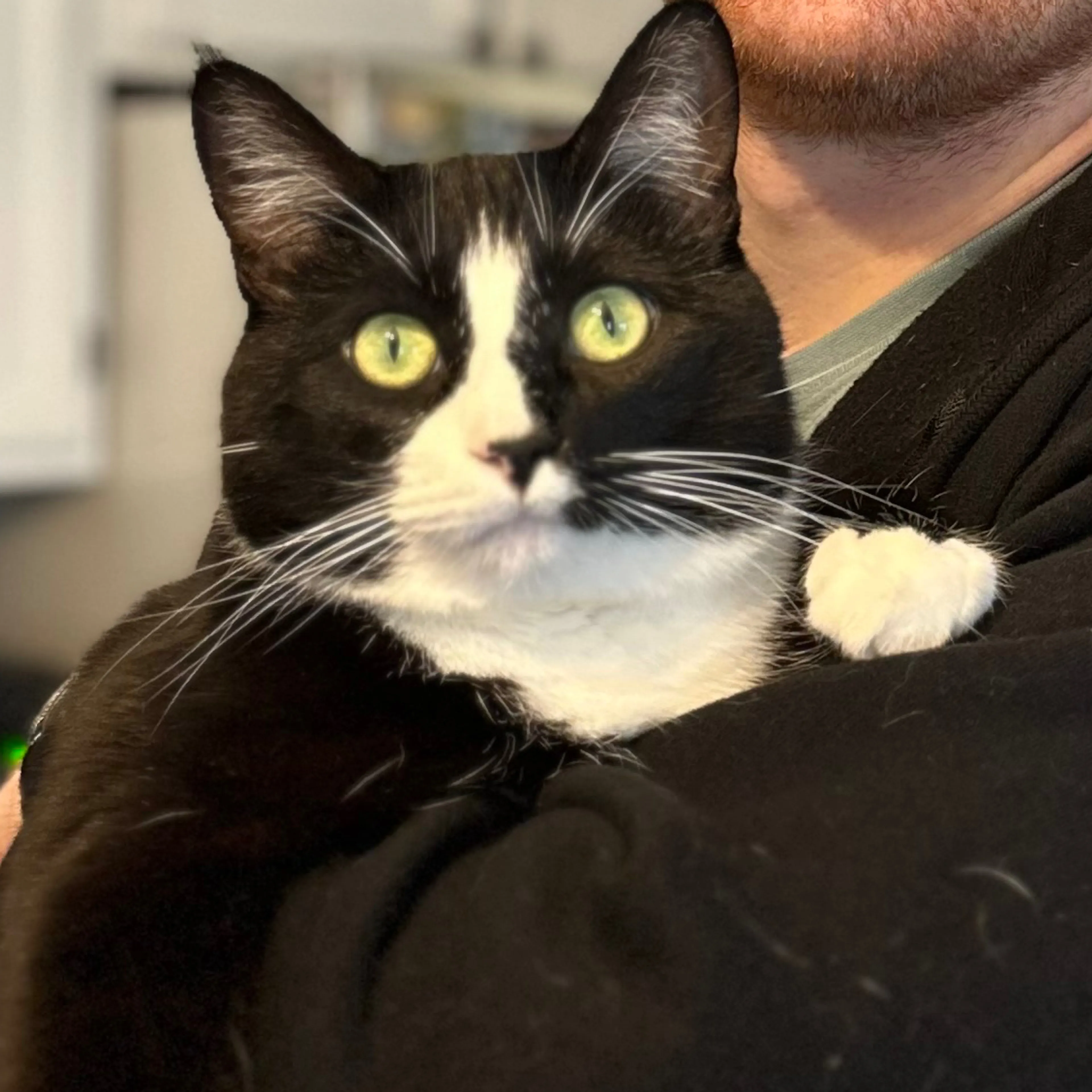 Lost pet-2