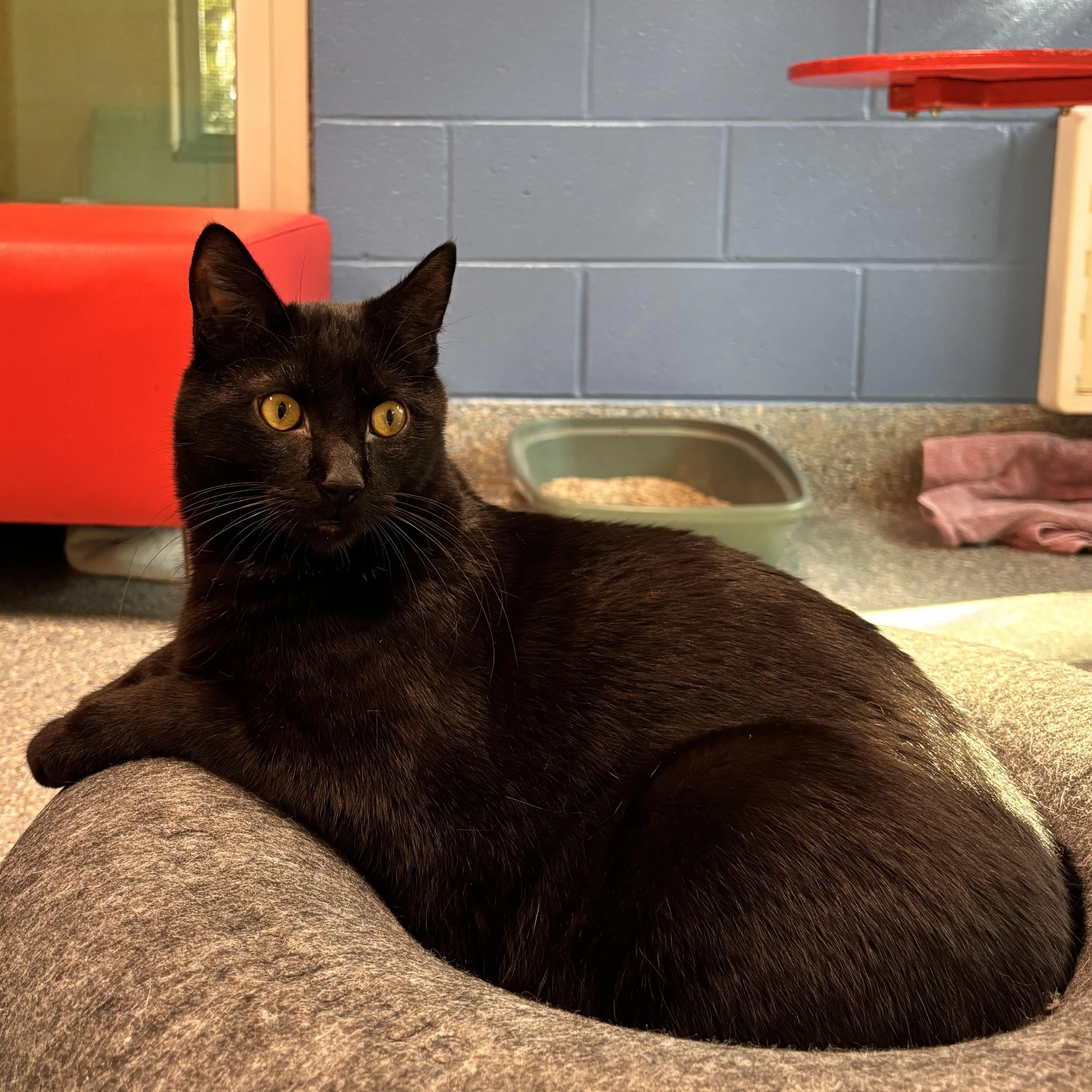 Found pet-1