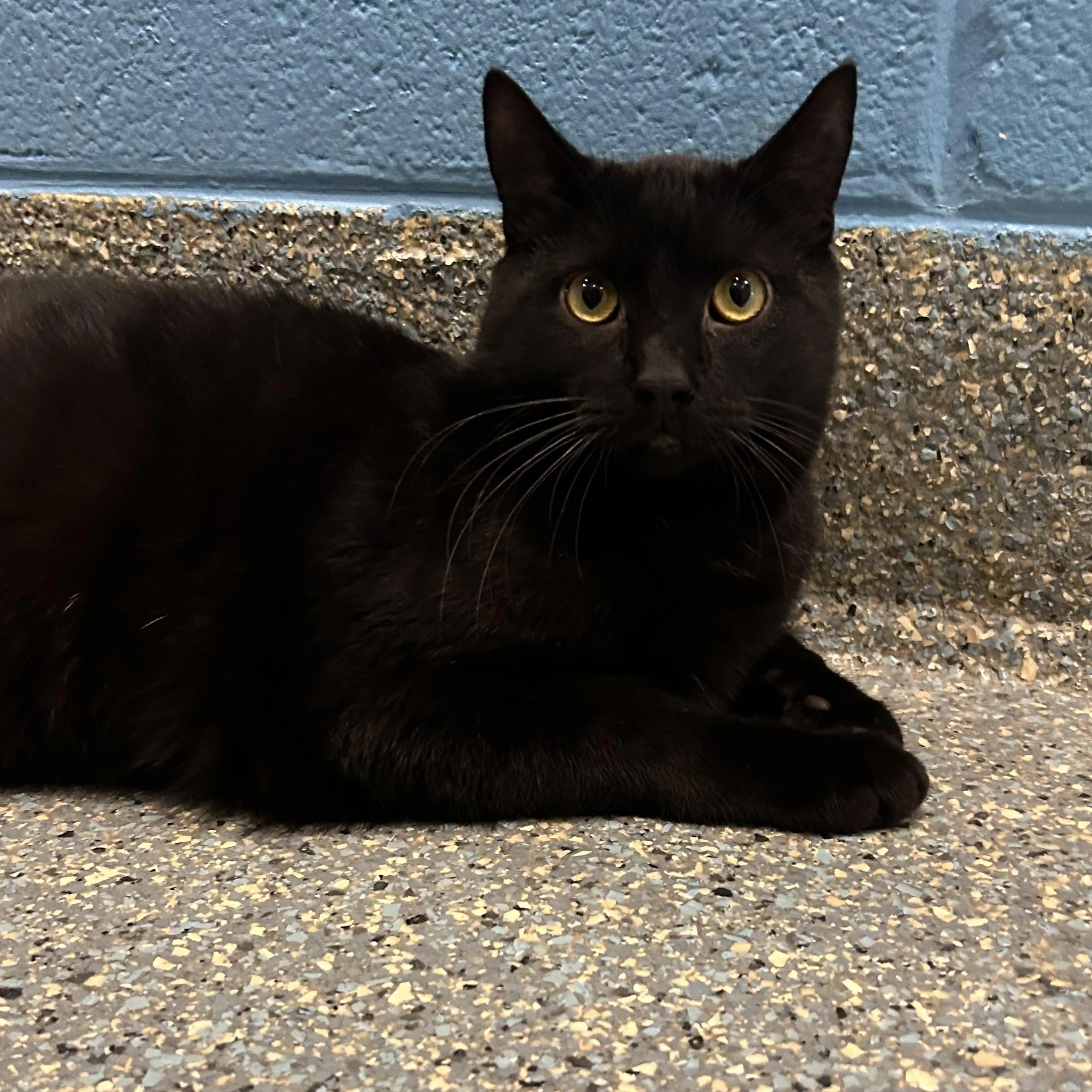 Found pet-2