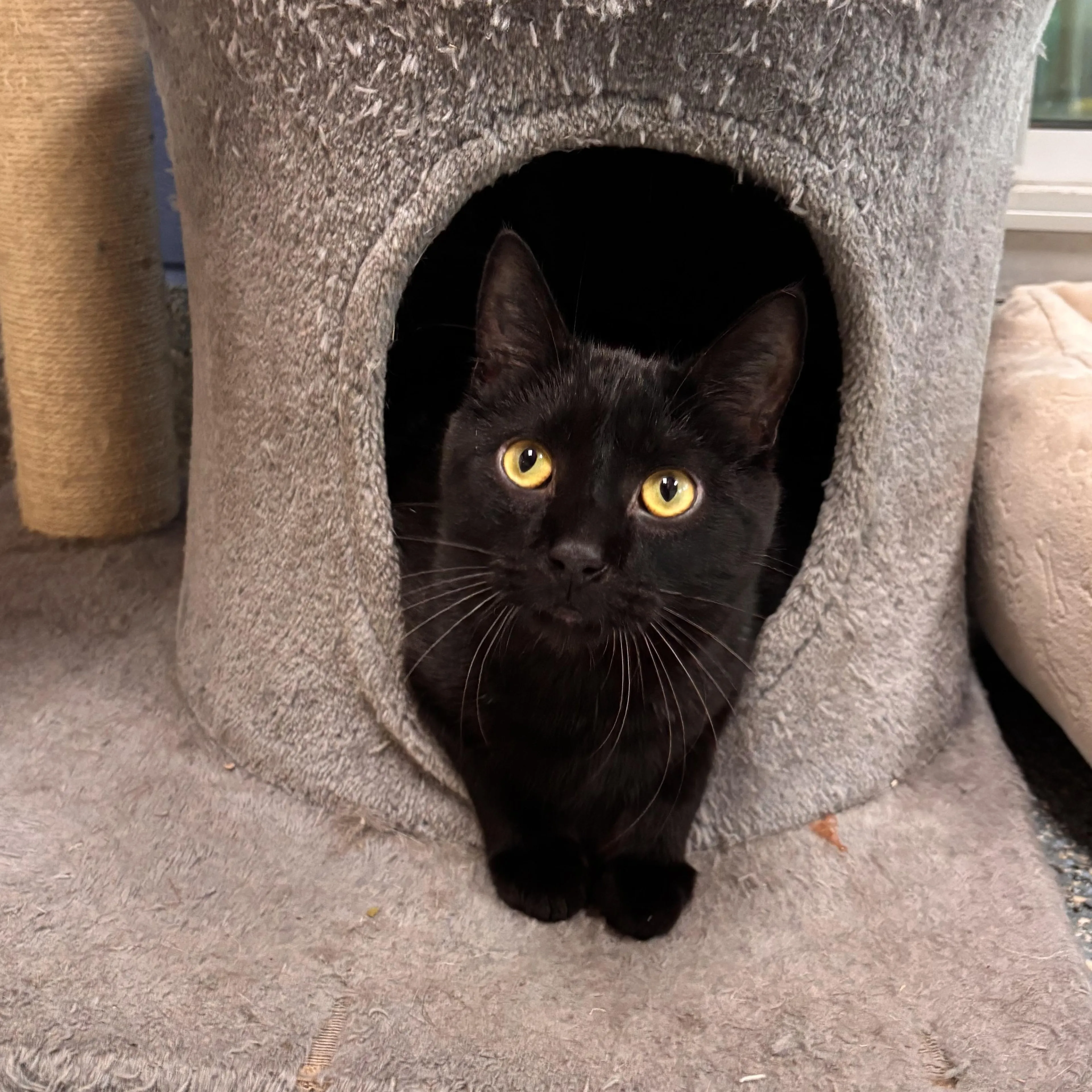 Found pet-3