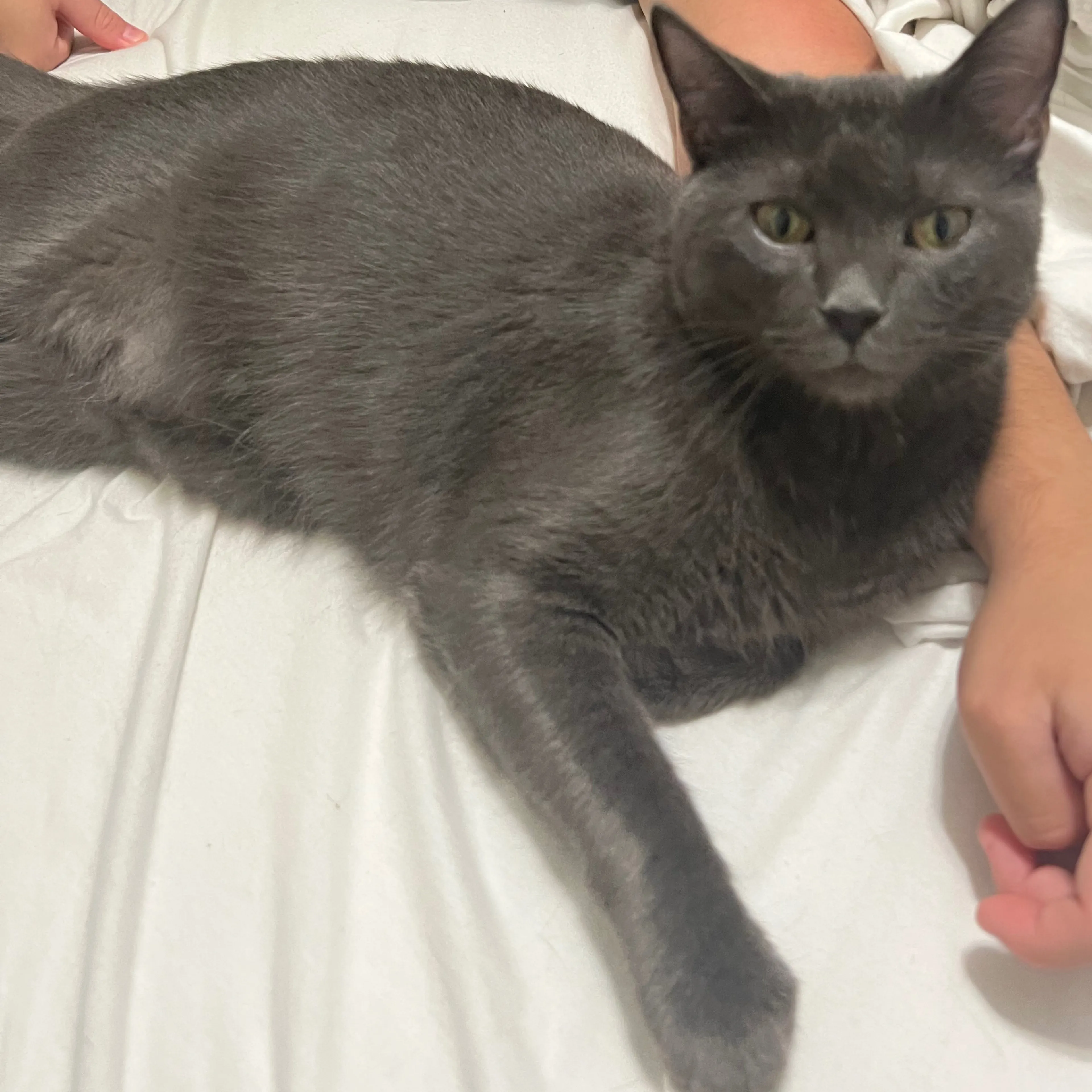 Lost pet-2