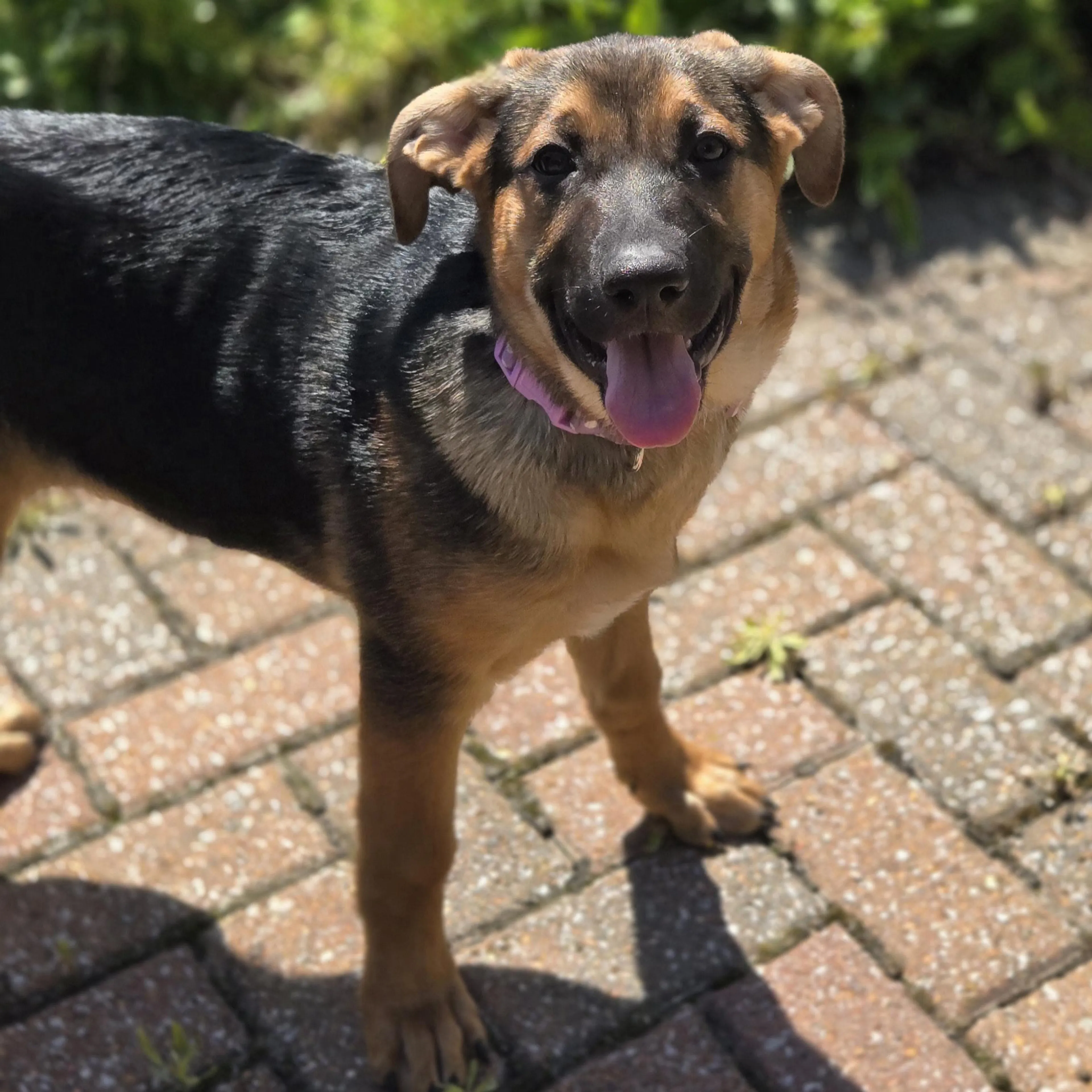 Found pet-3