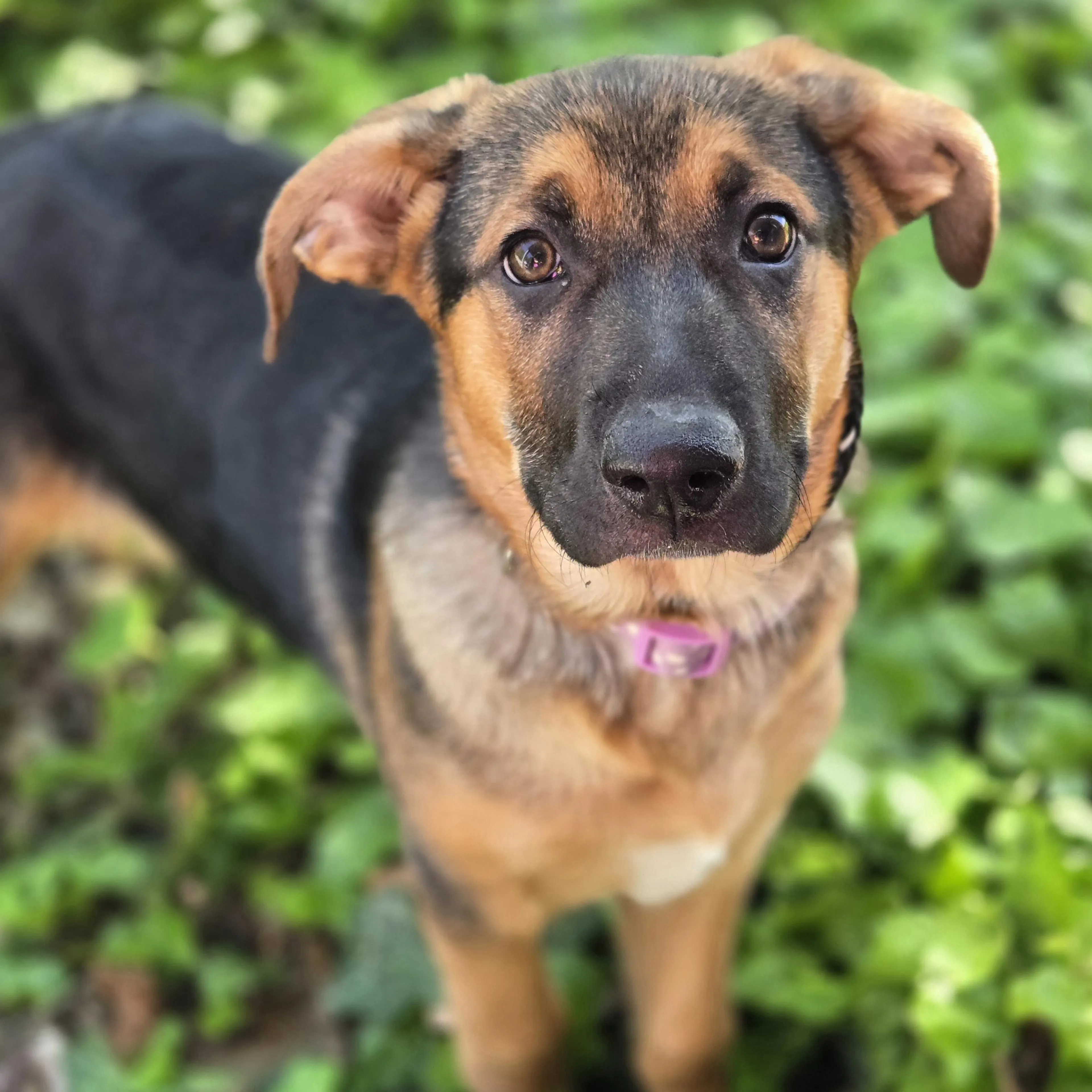 Found pet-2