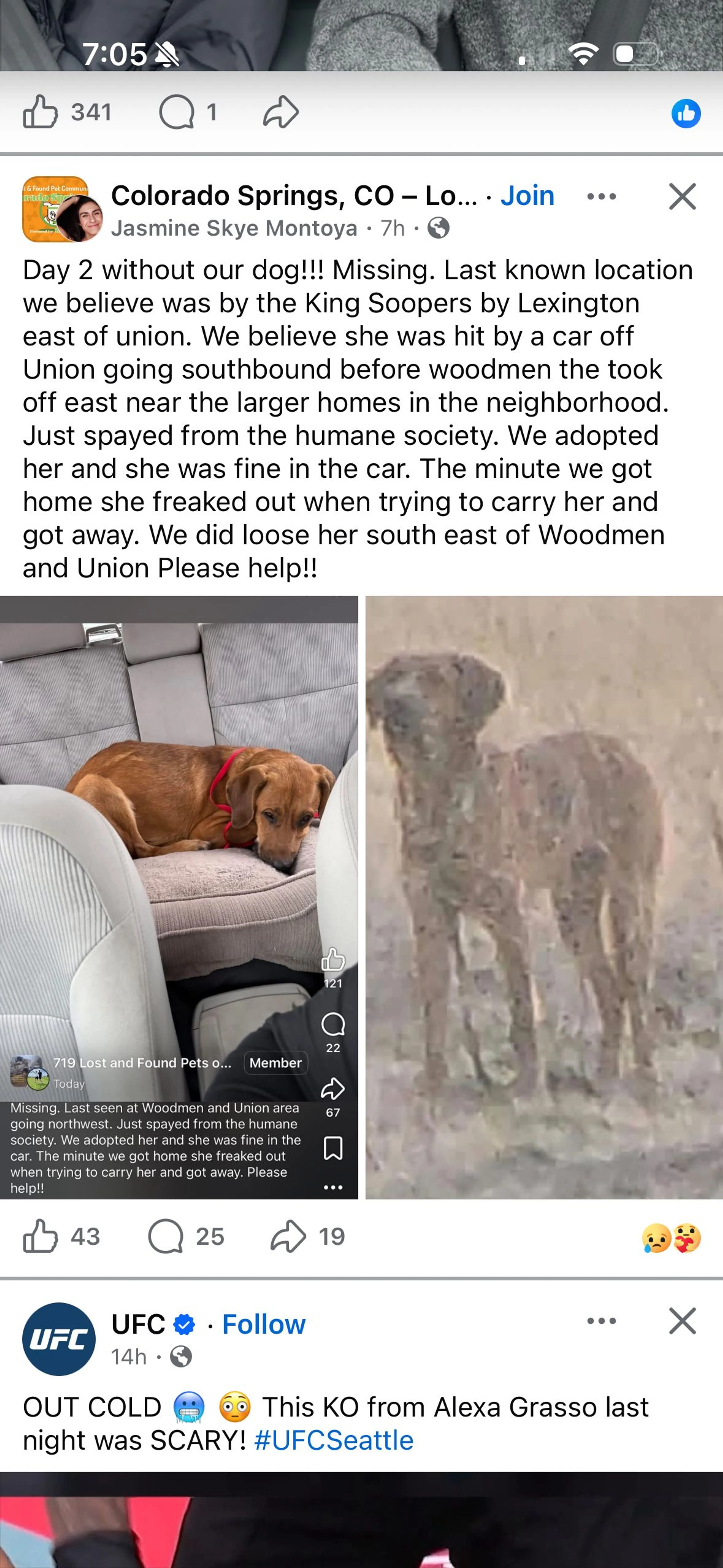 Lost pet