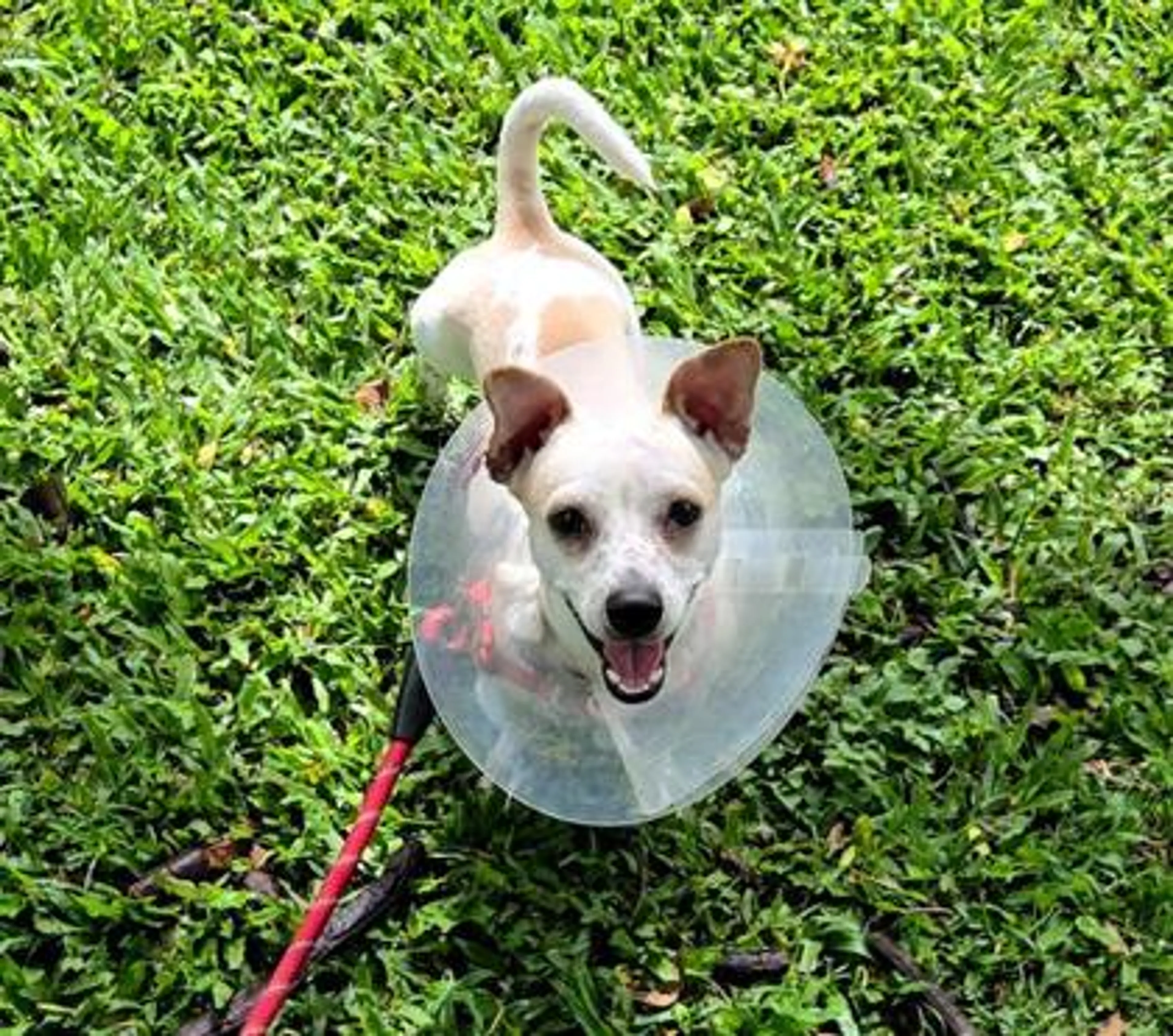 Found pet