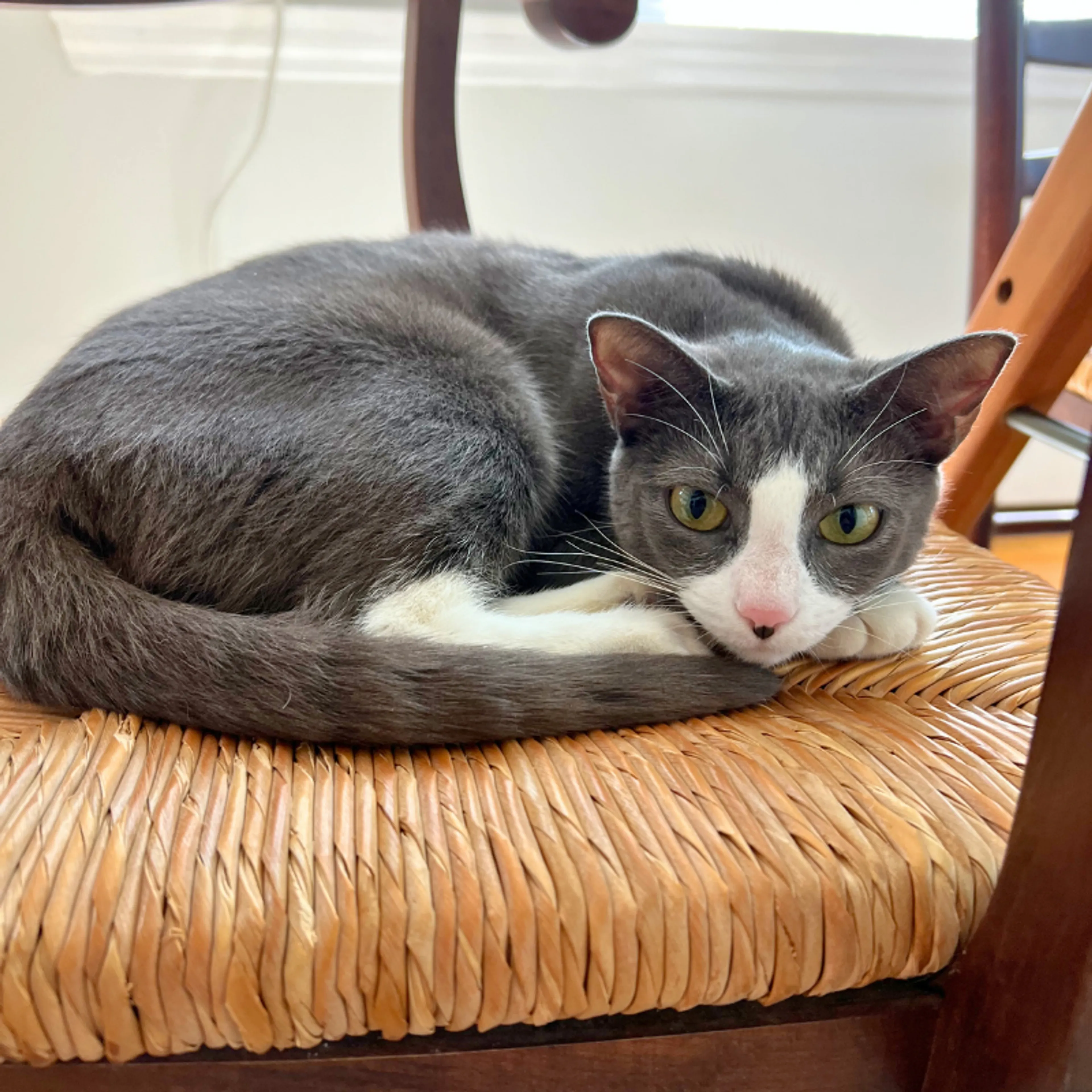 Found pet-2