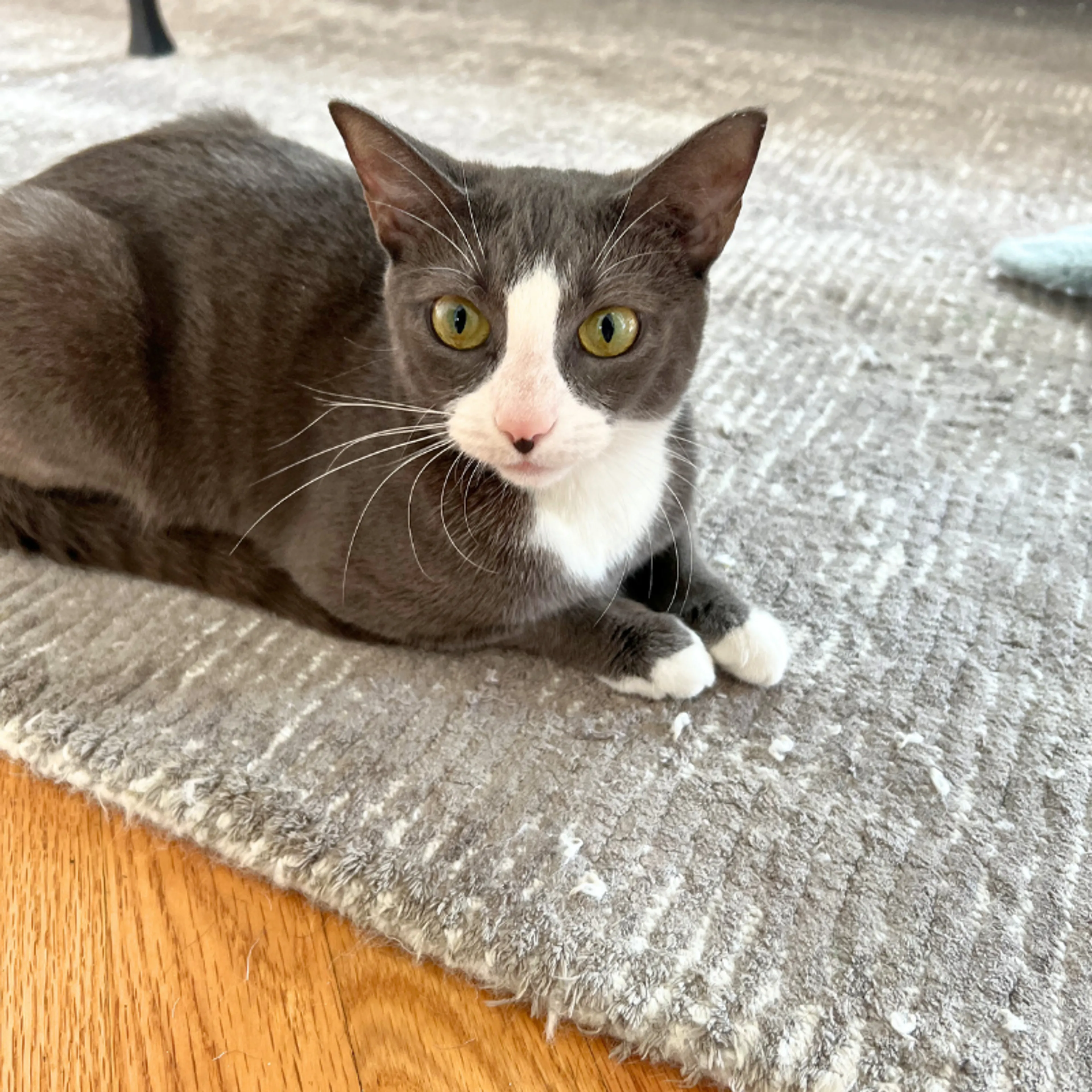 Found pet-3