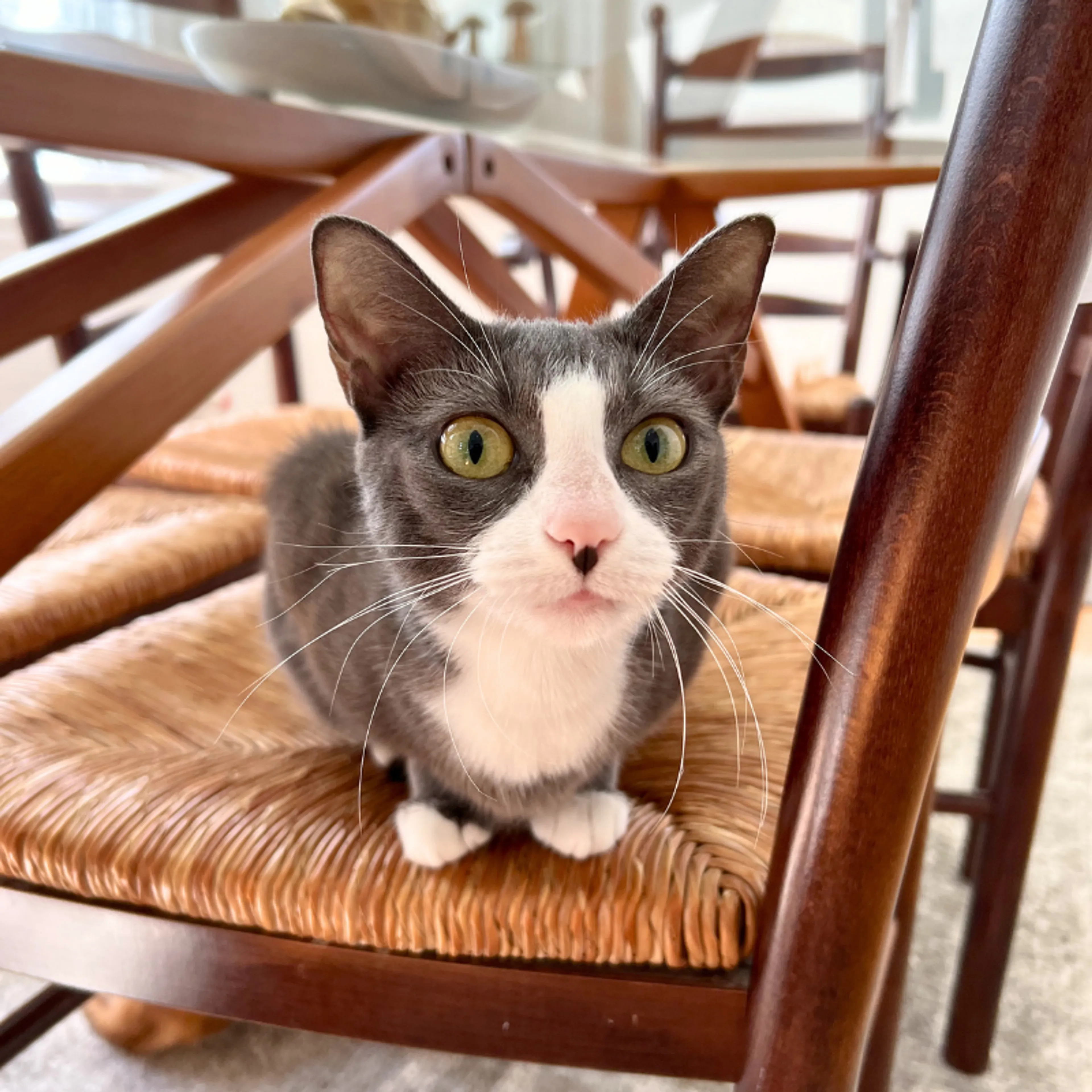 Found pet-0