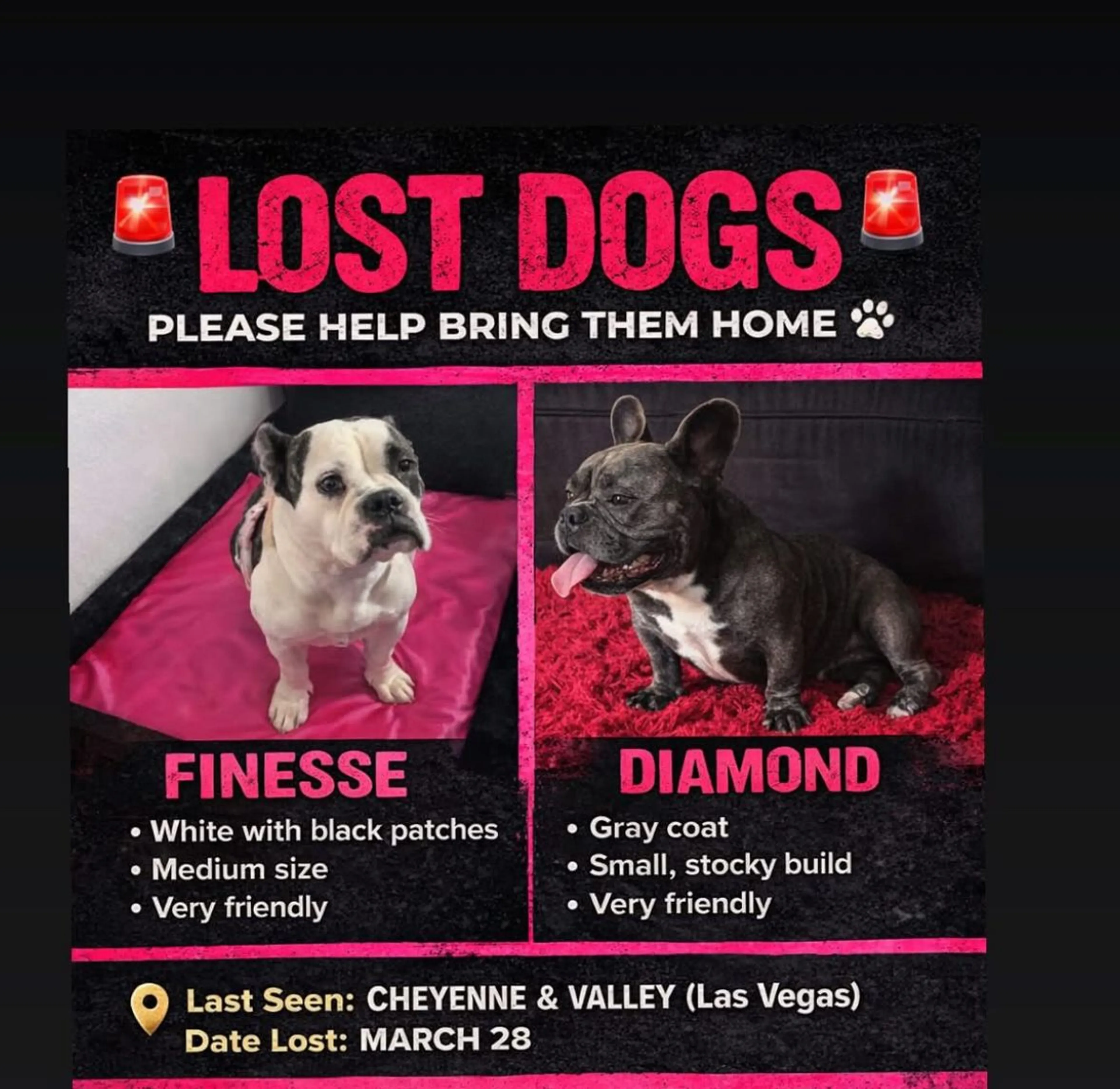 Lost pet