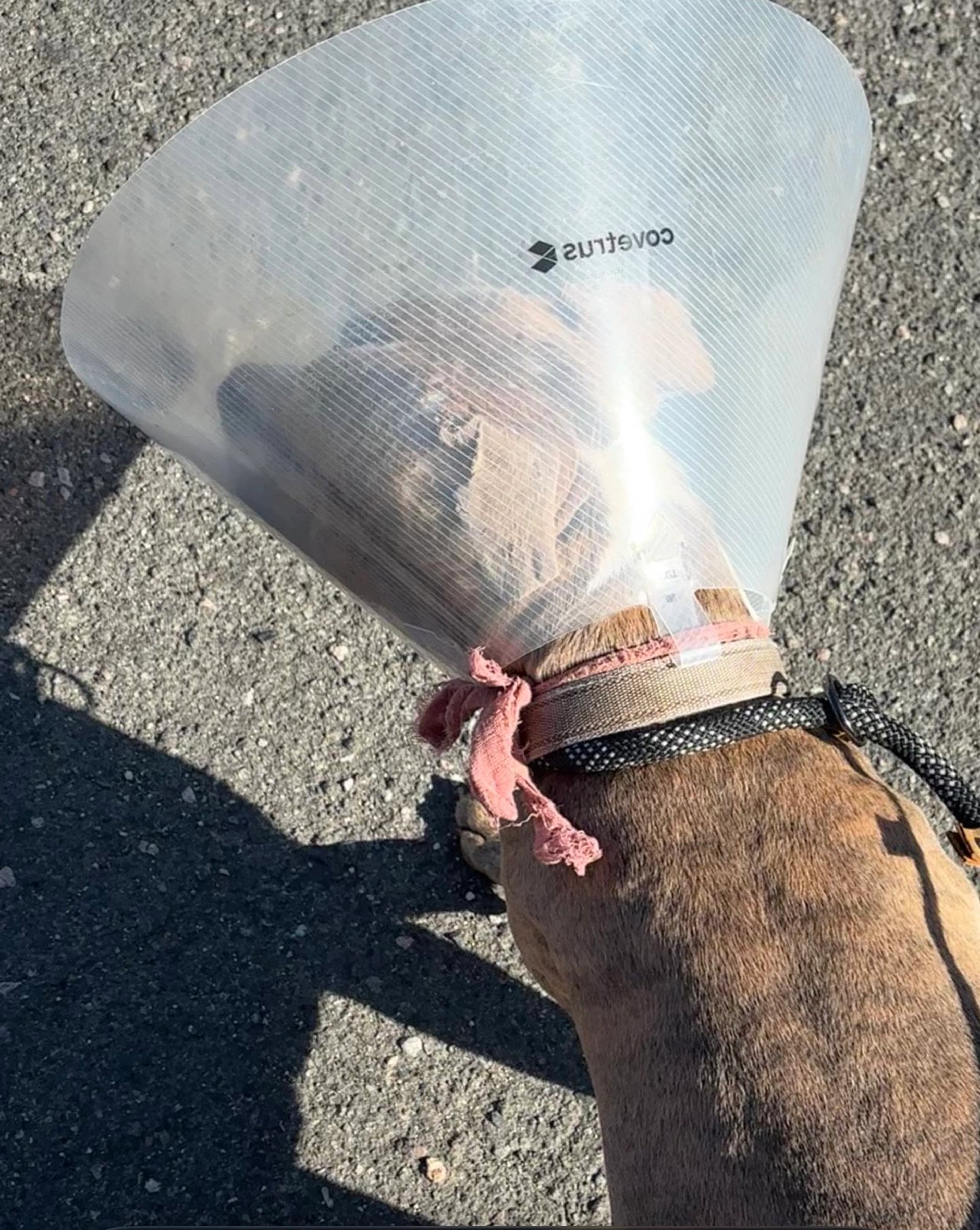 Found pet-10
