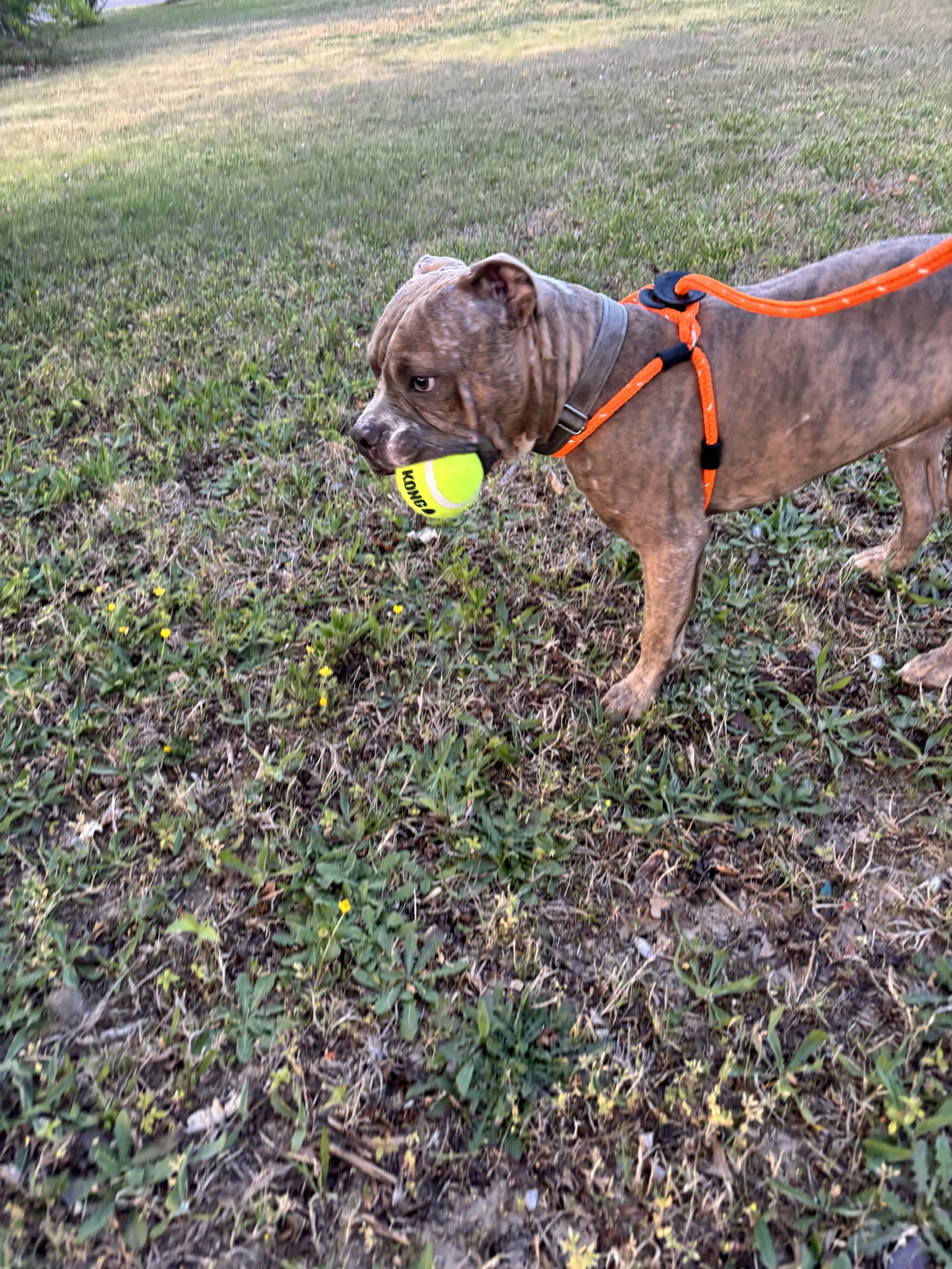 Found pet-7