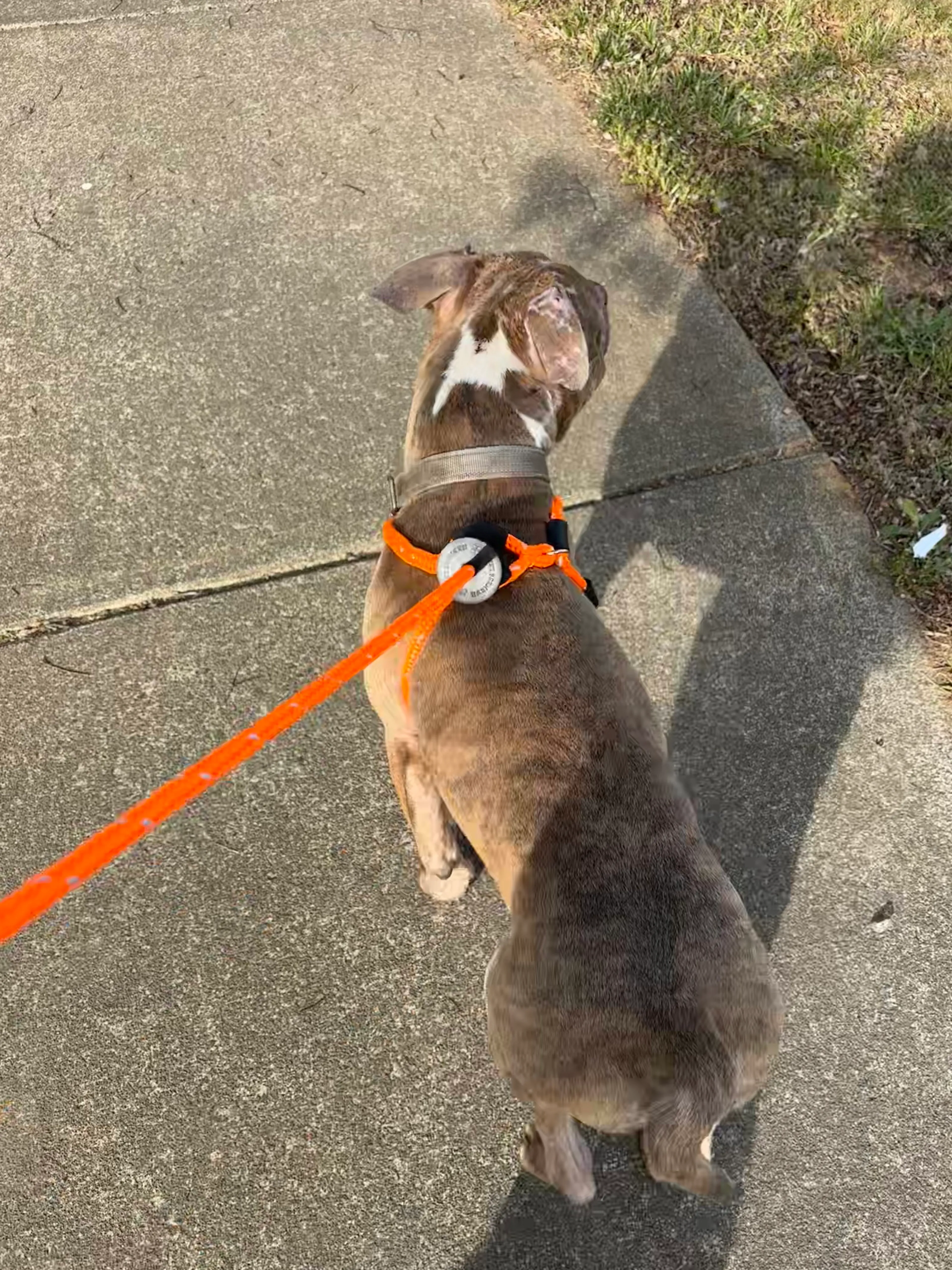 Found pet-8