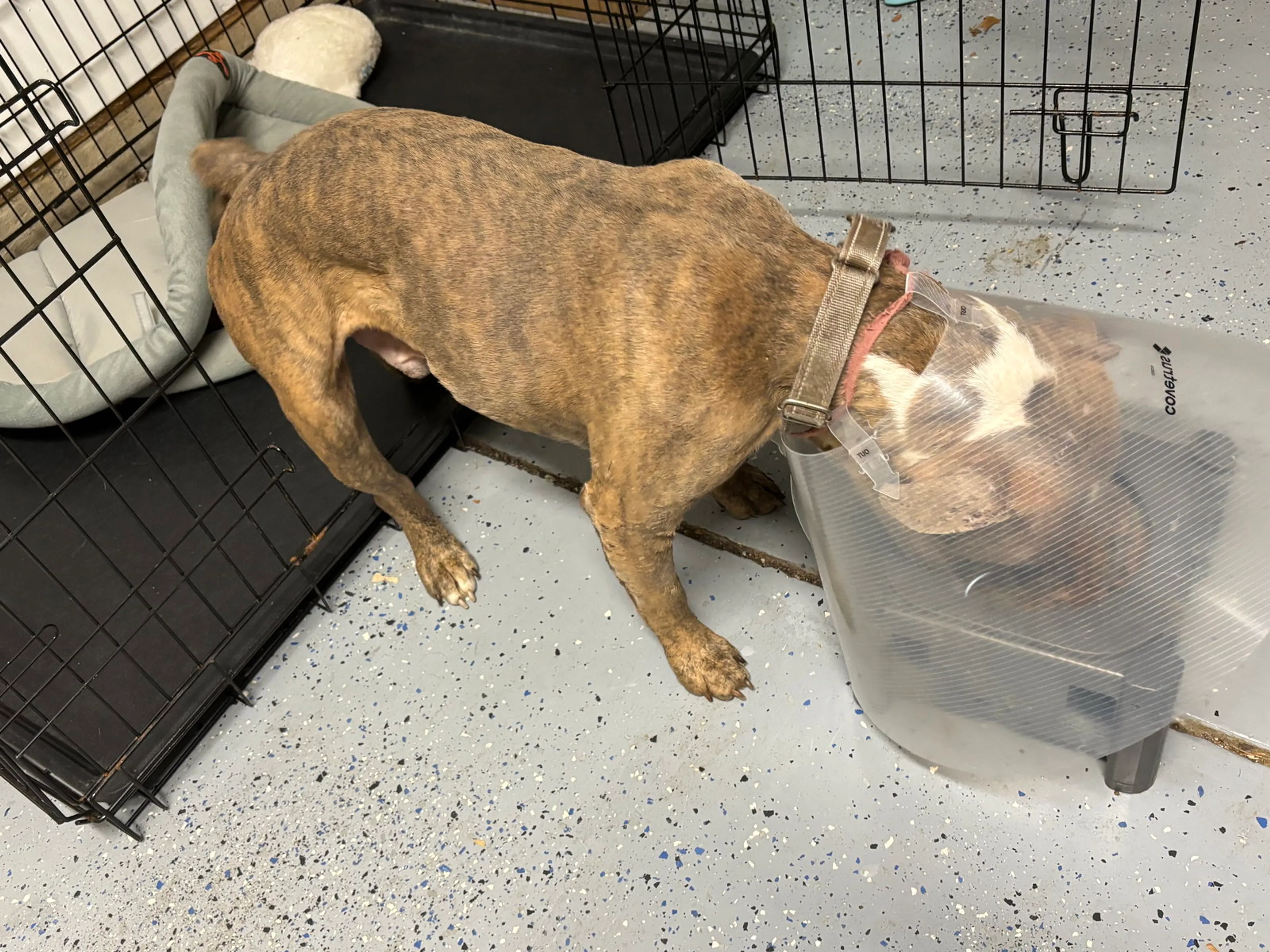 Found pet-11