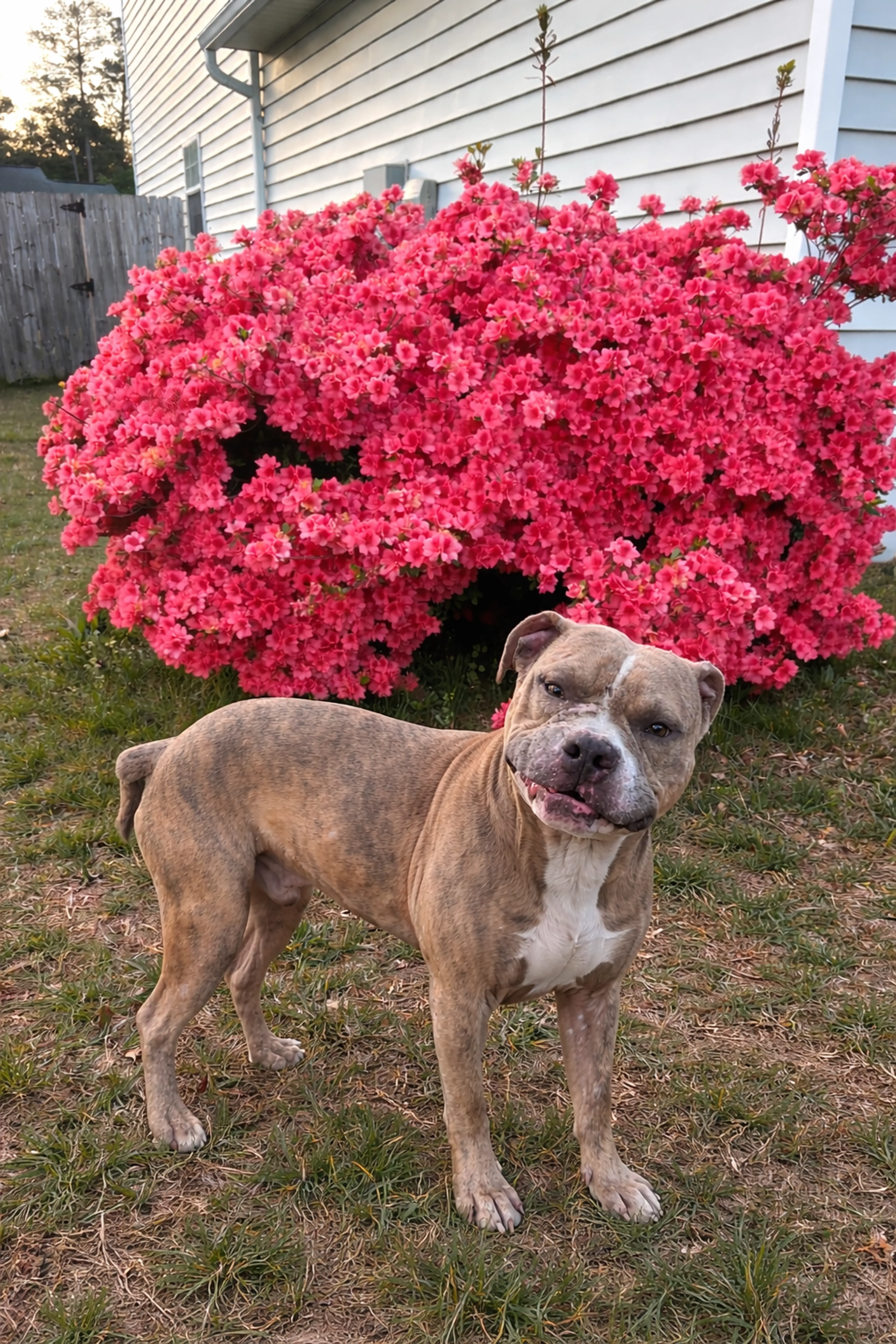 Found pet-2