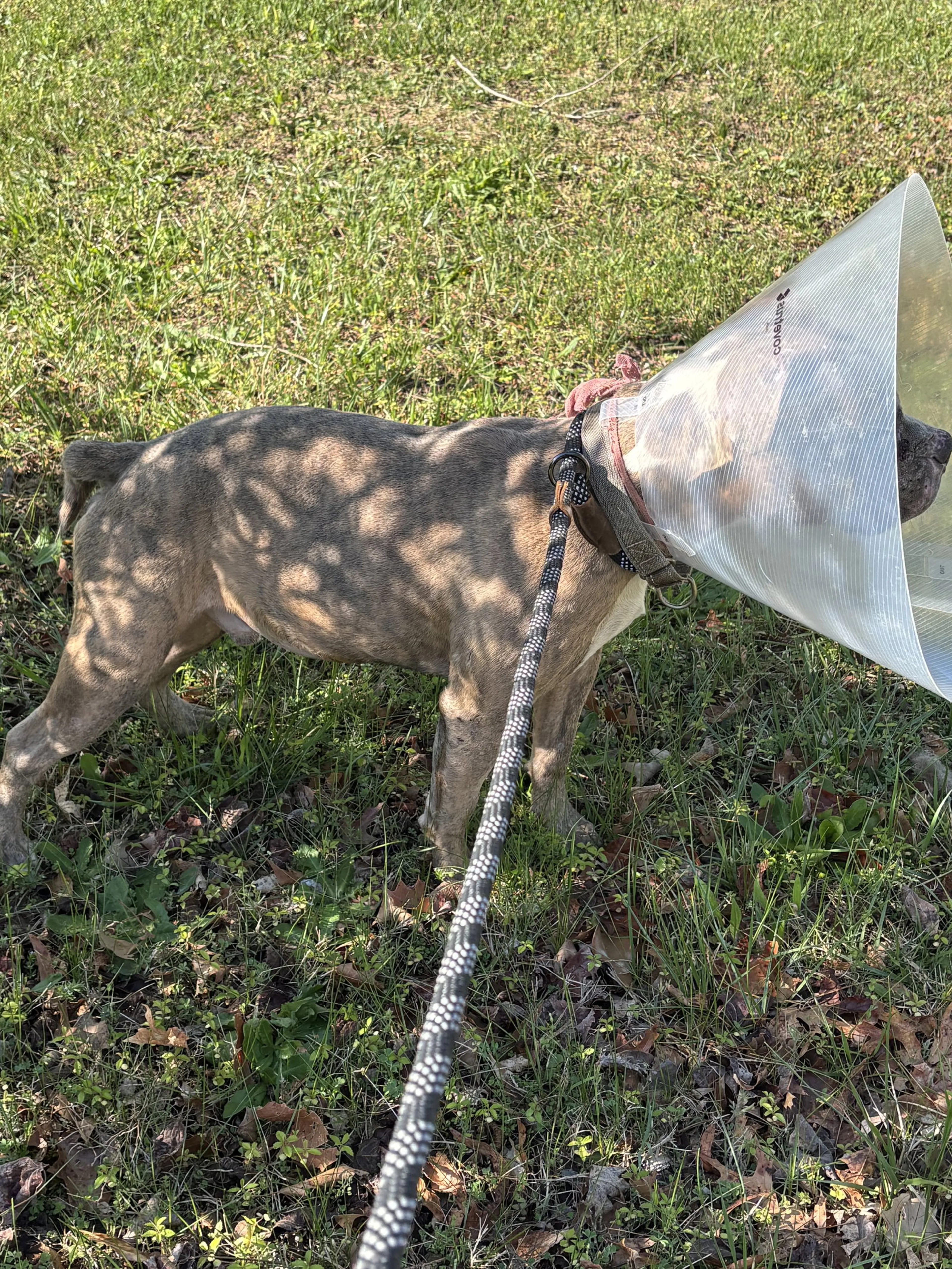 Found pet-9
