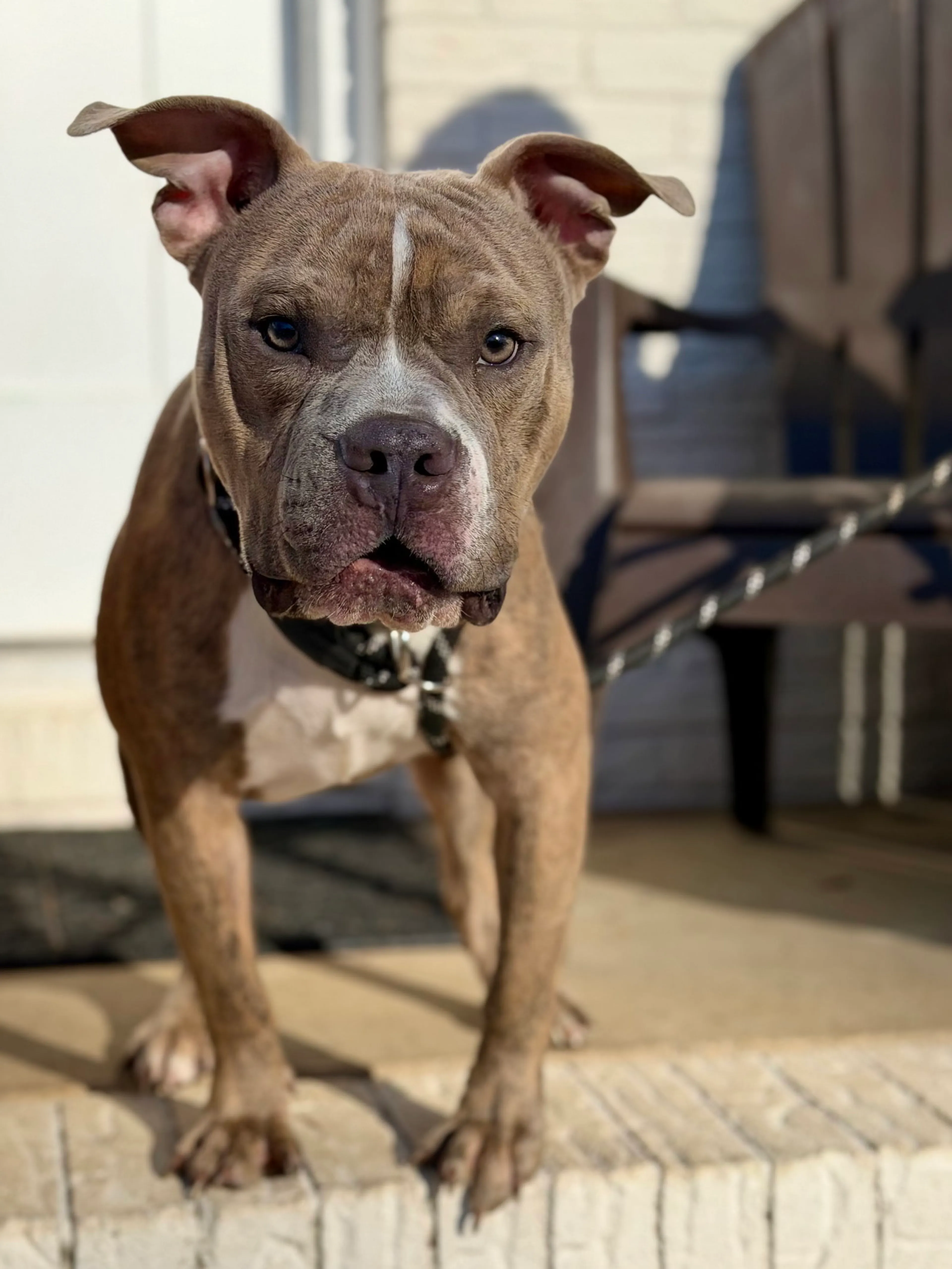 Found pet-5