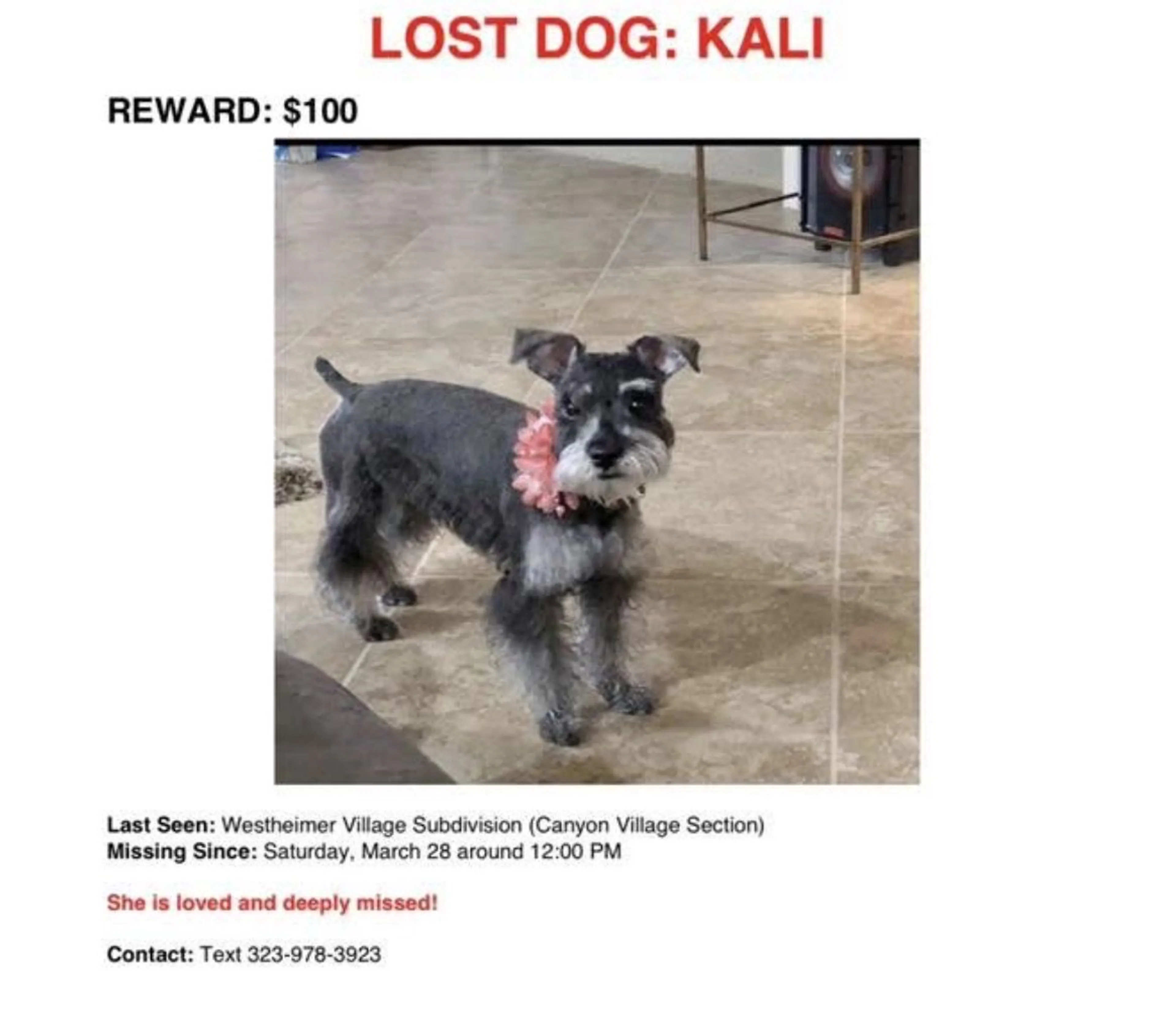 Lost pet