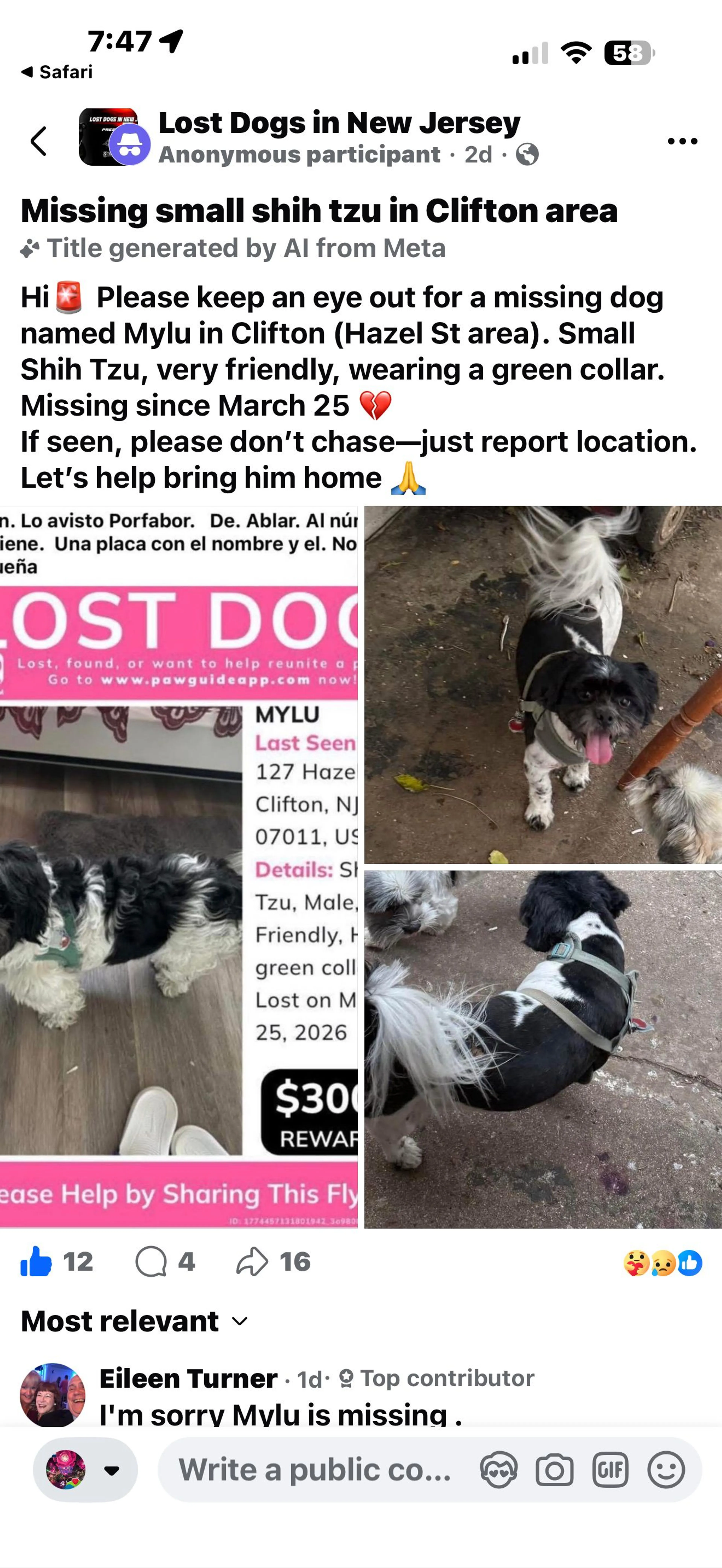 Lost pet