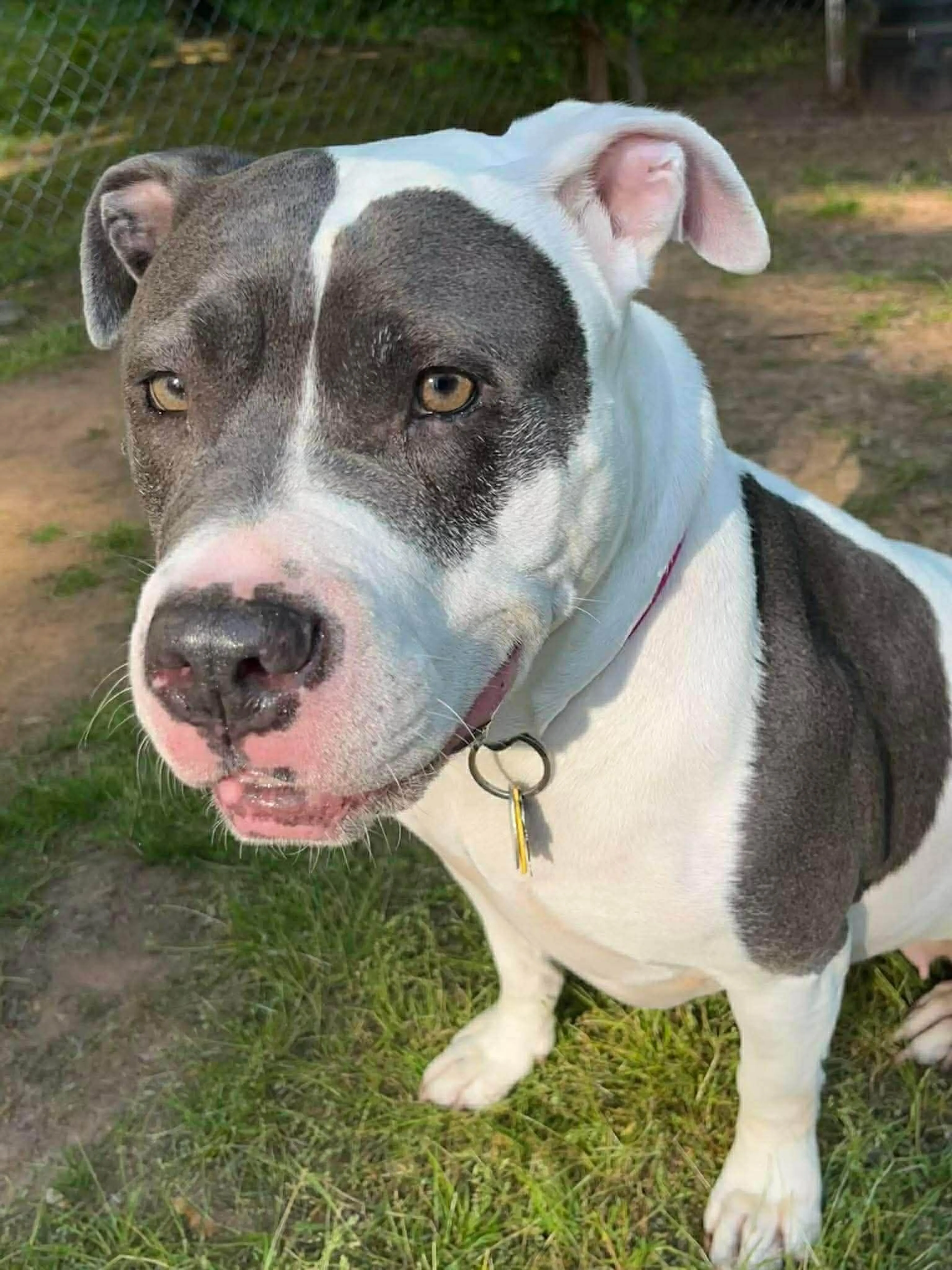 Found pet-2