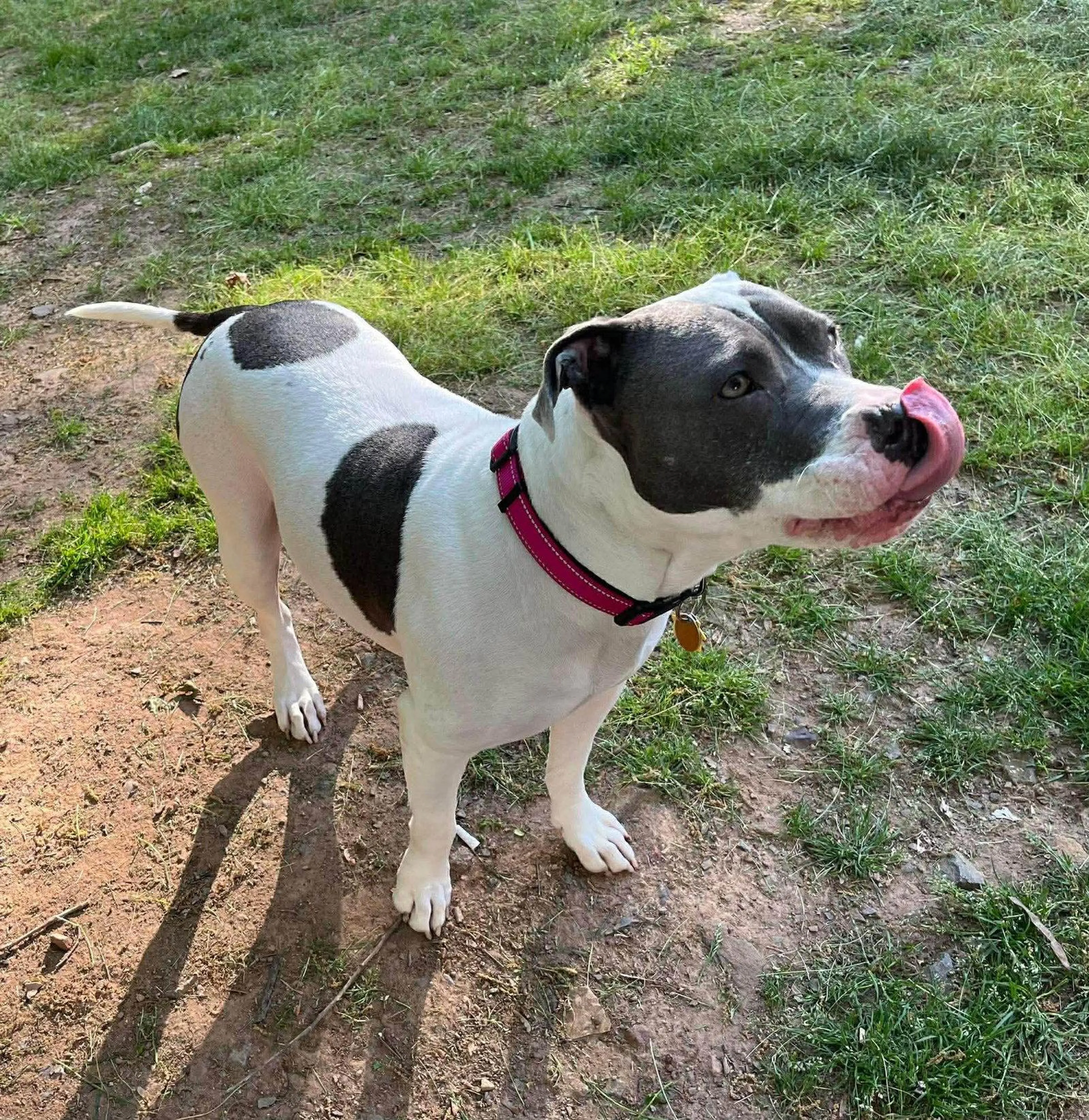 Found pet-1