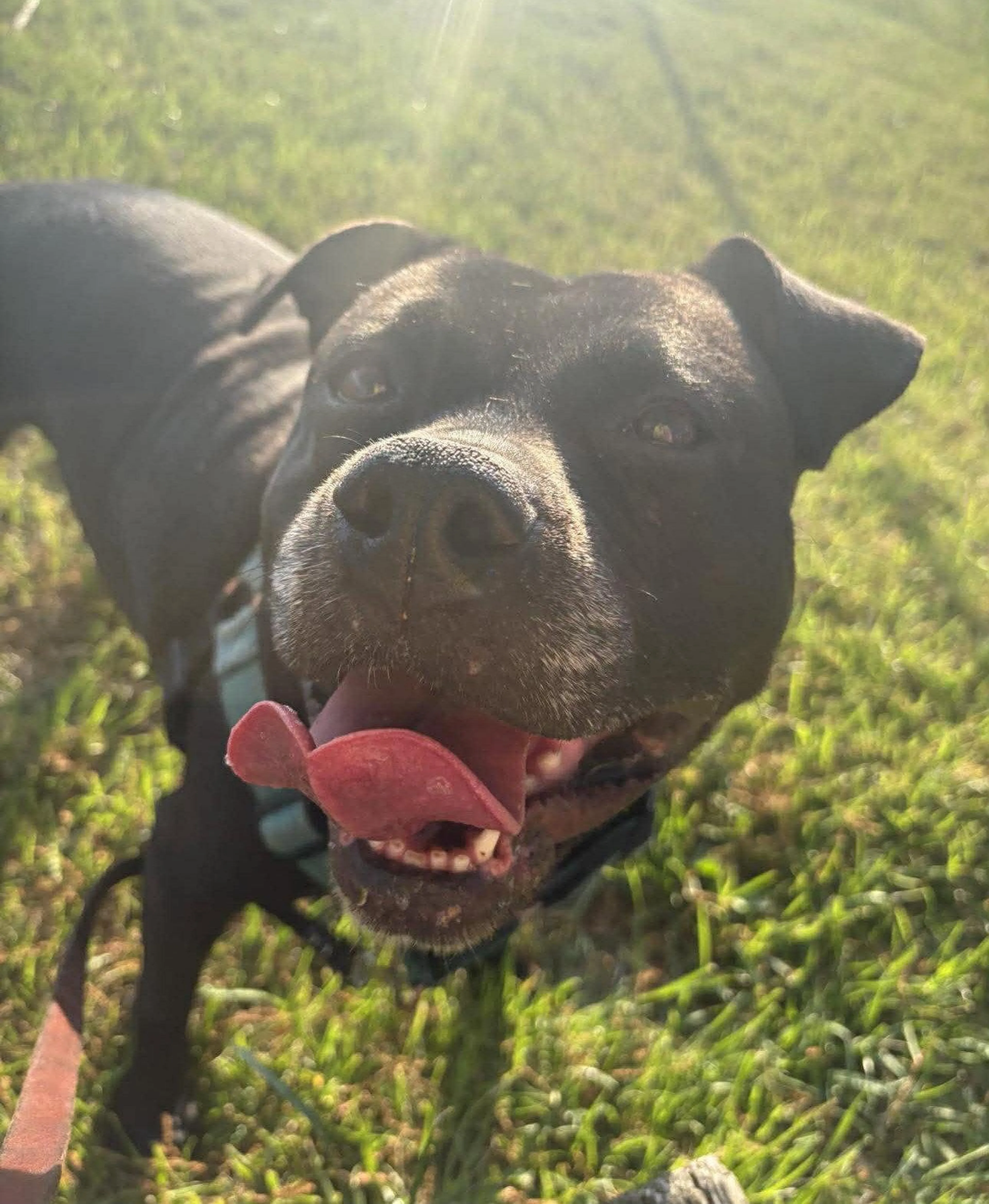 Found pet-2