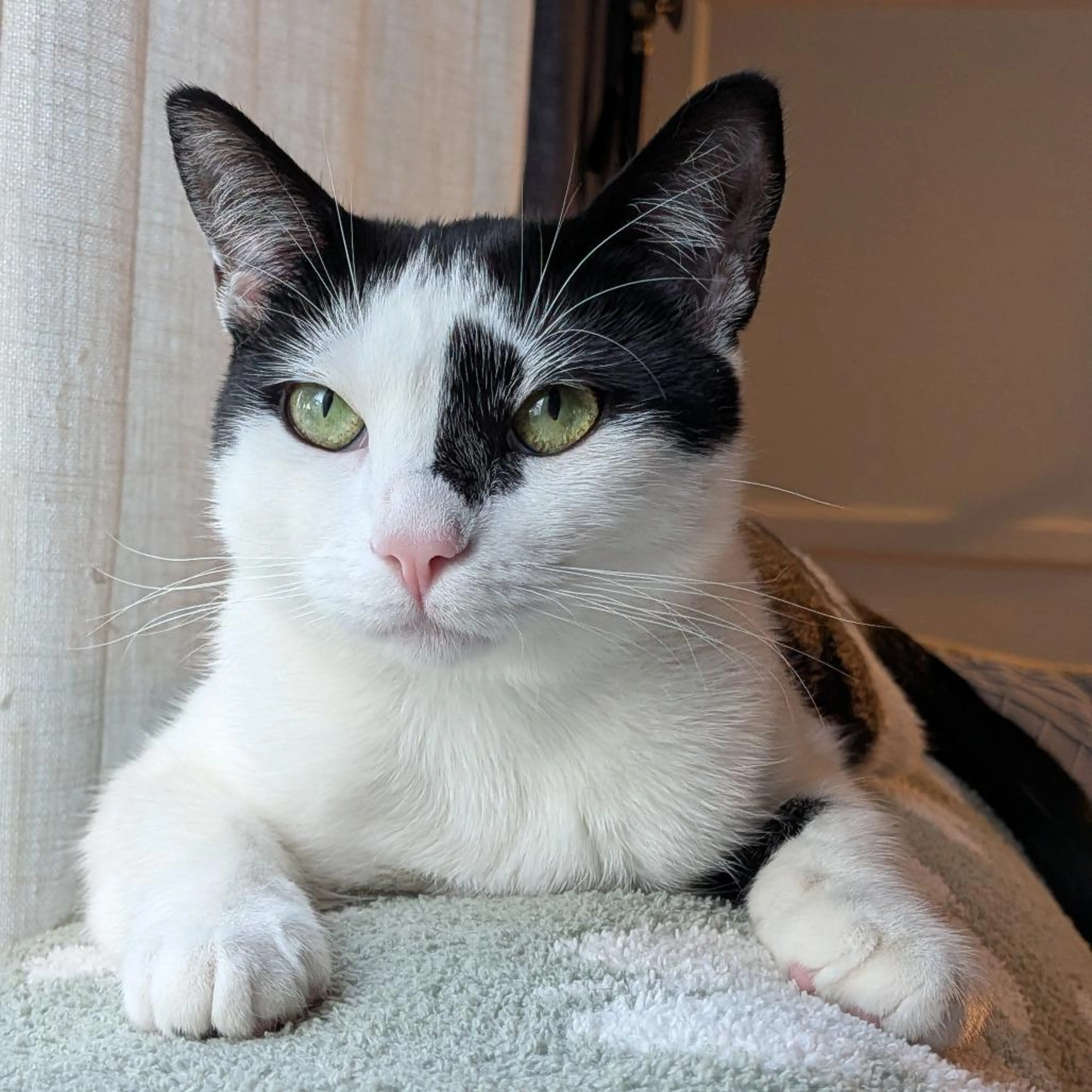 Found pet-1
