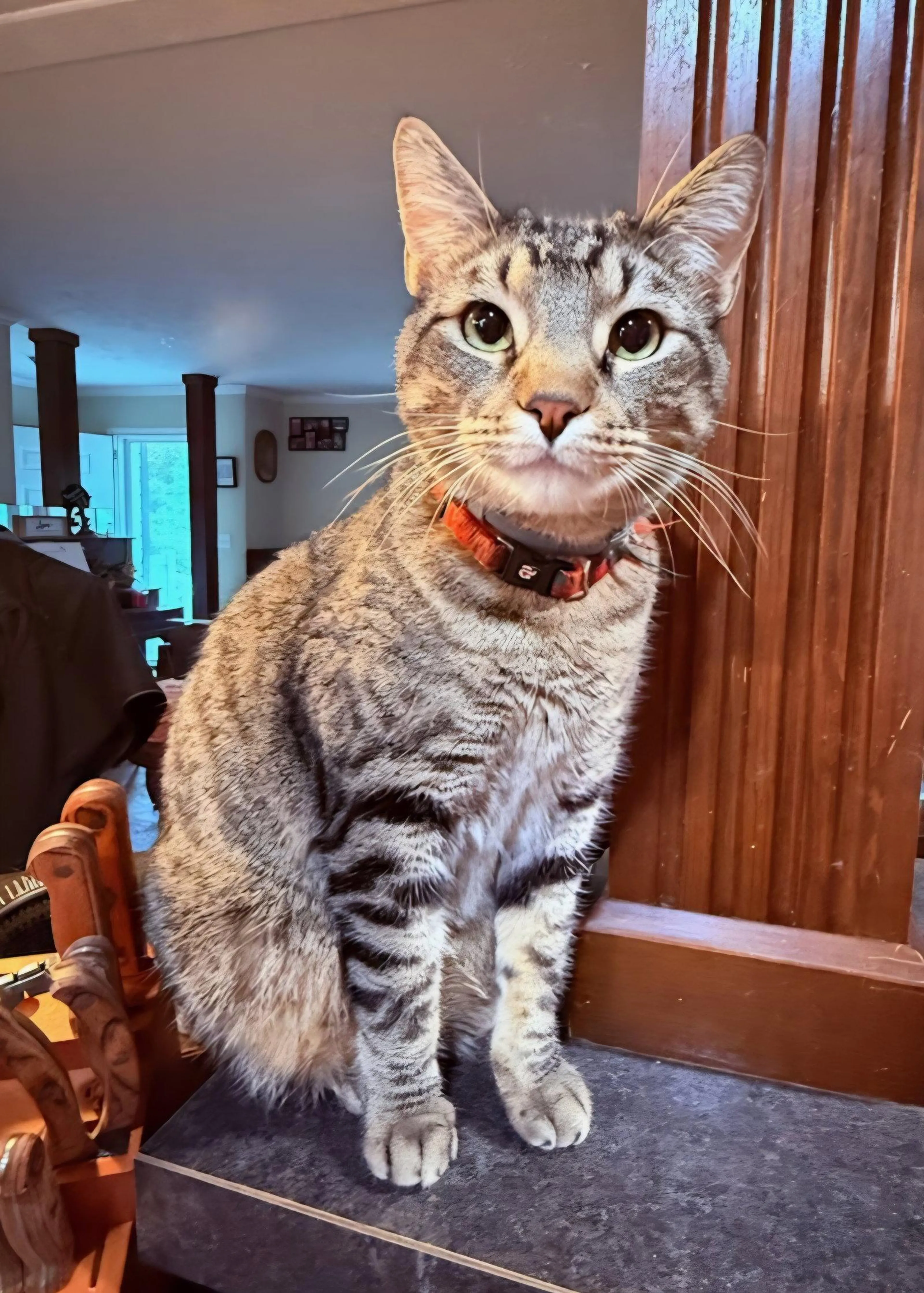 Found pet-0