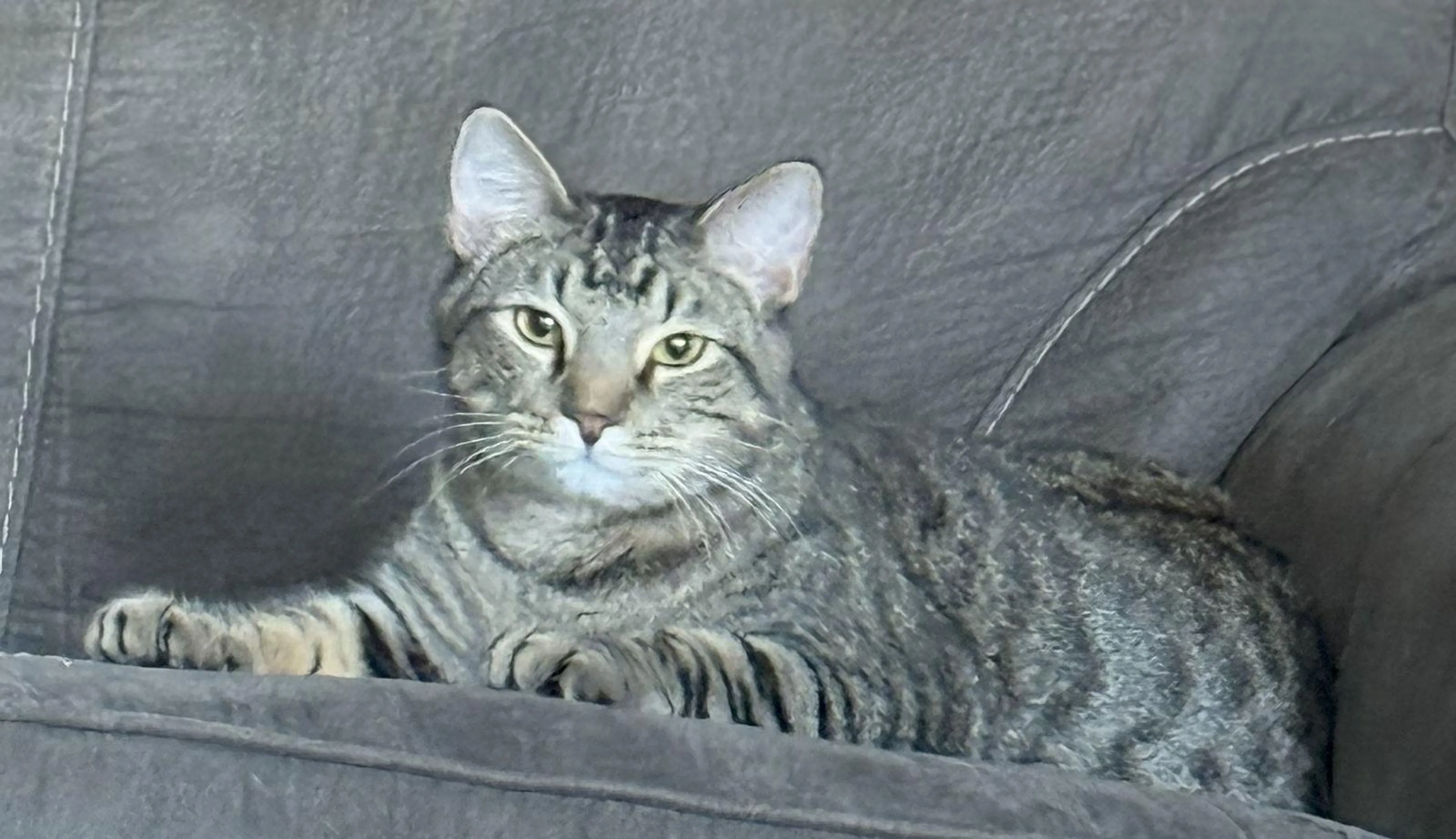 Found pet-1