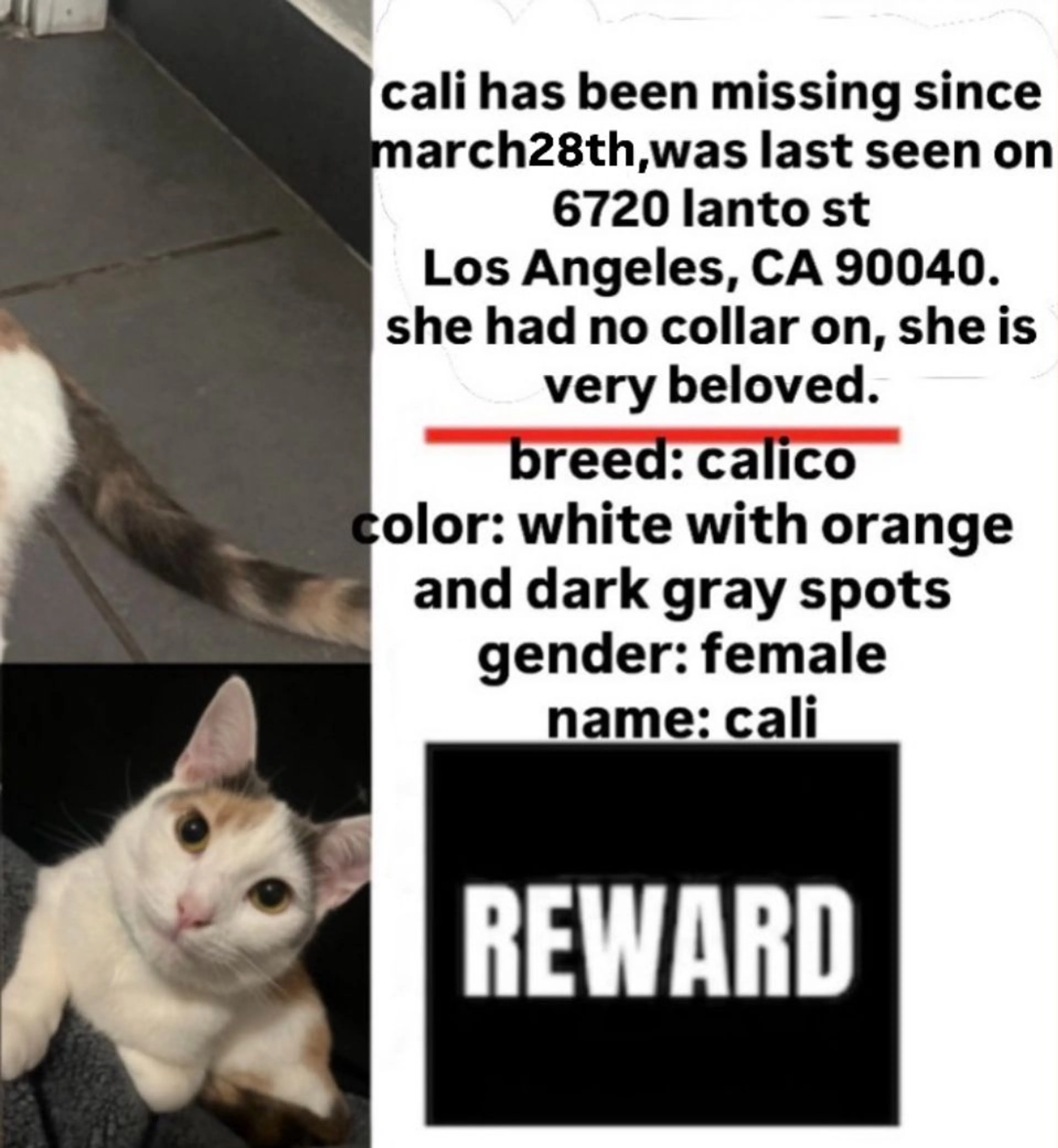 Lost pet-1