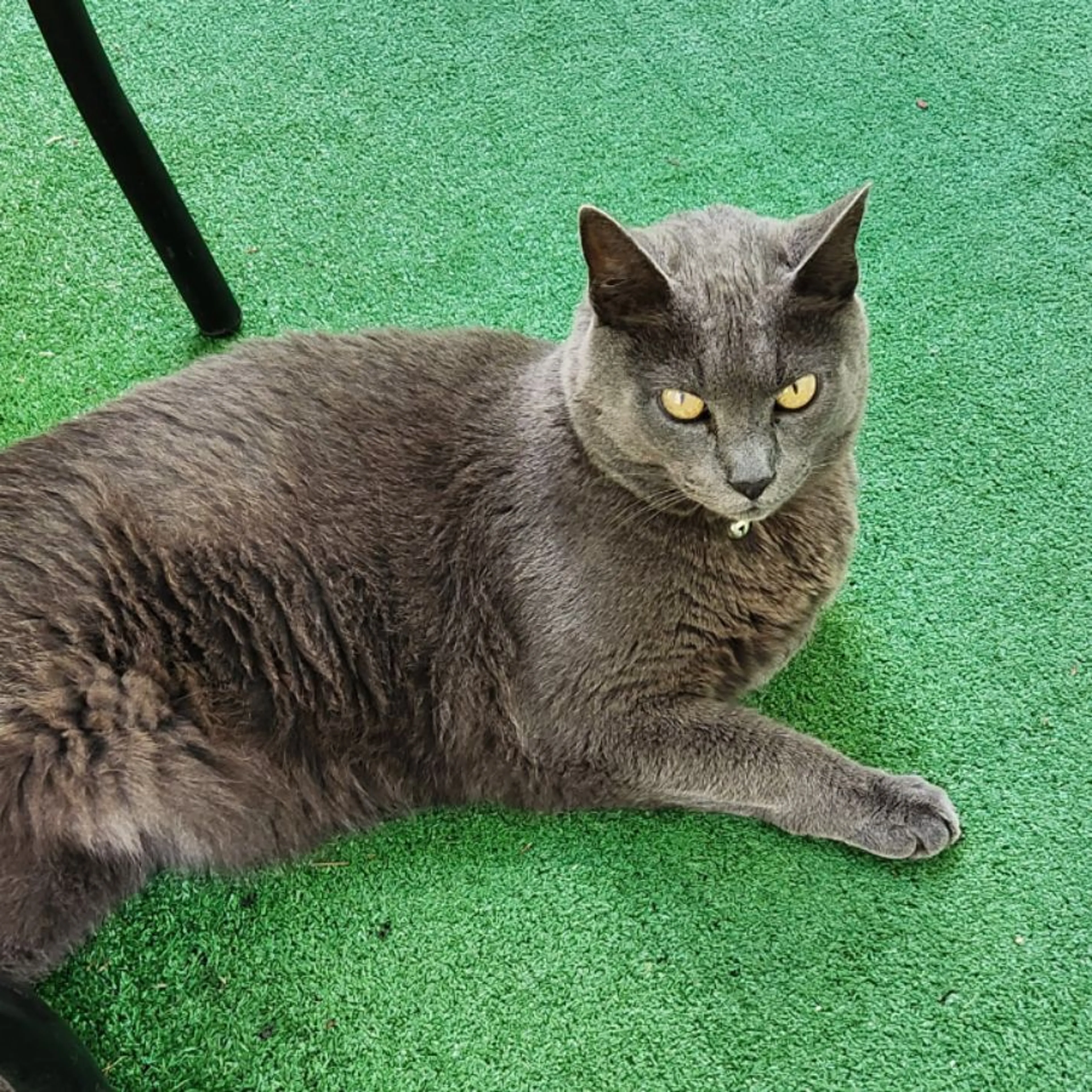 Lost pet
