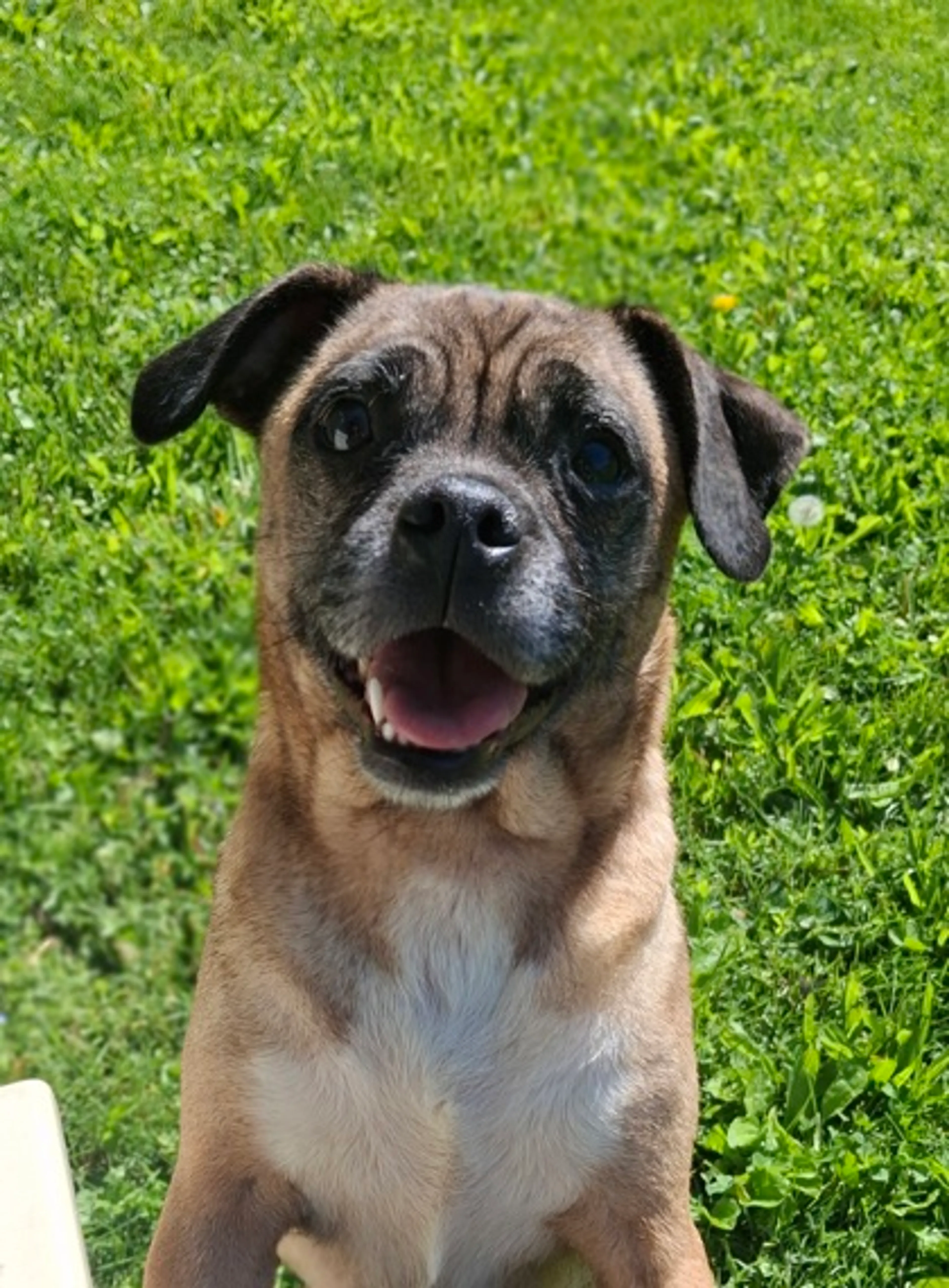 Found pet-2