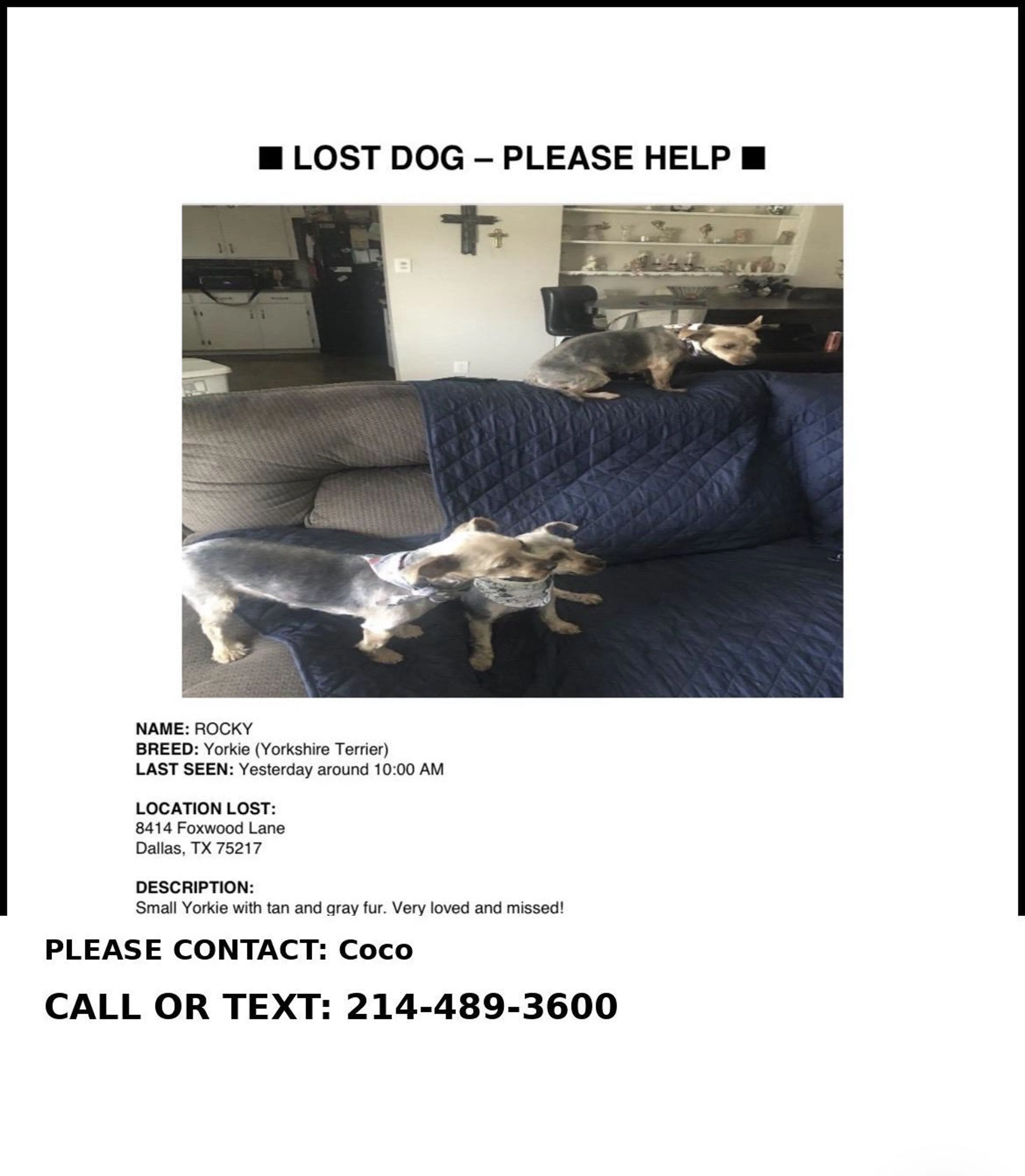 Lost pet