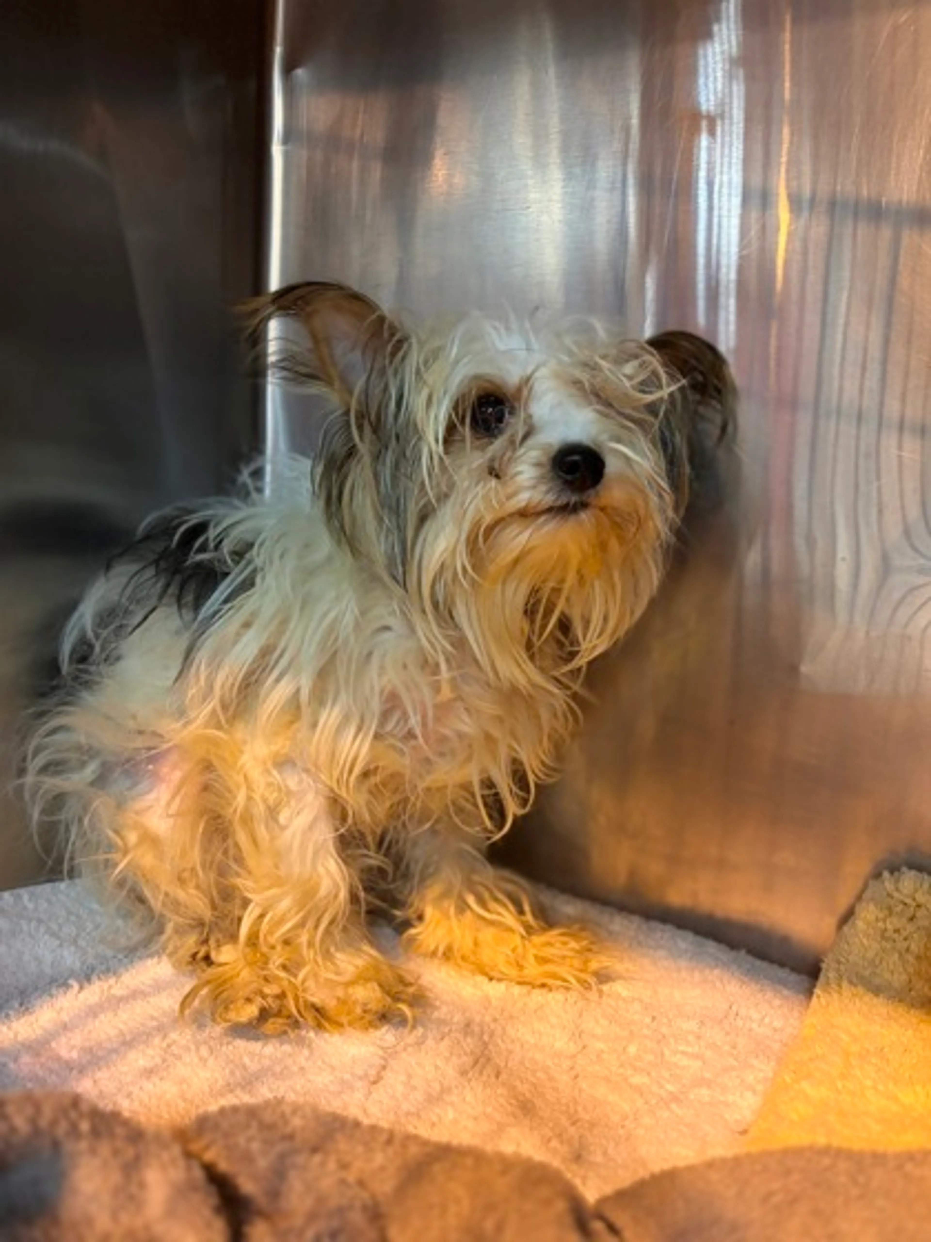 Found pet