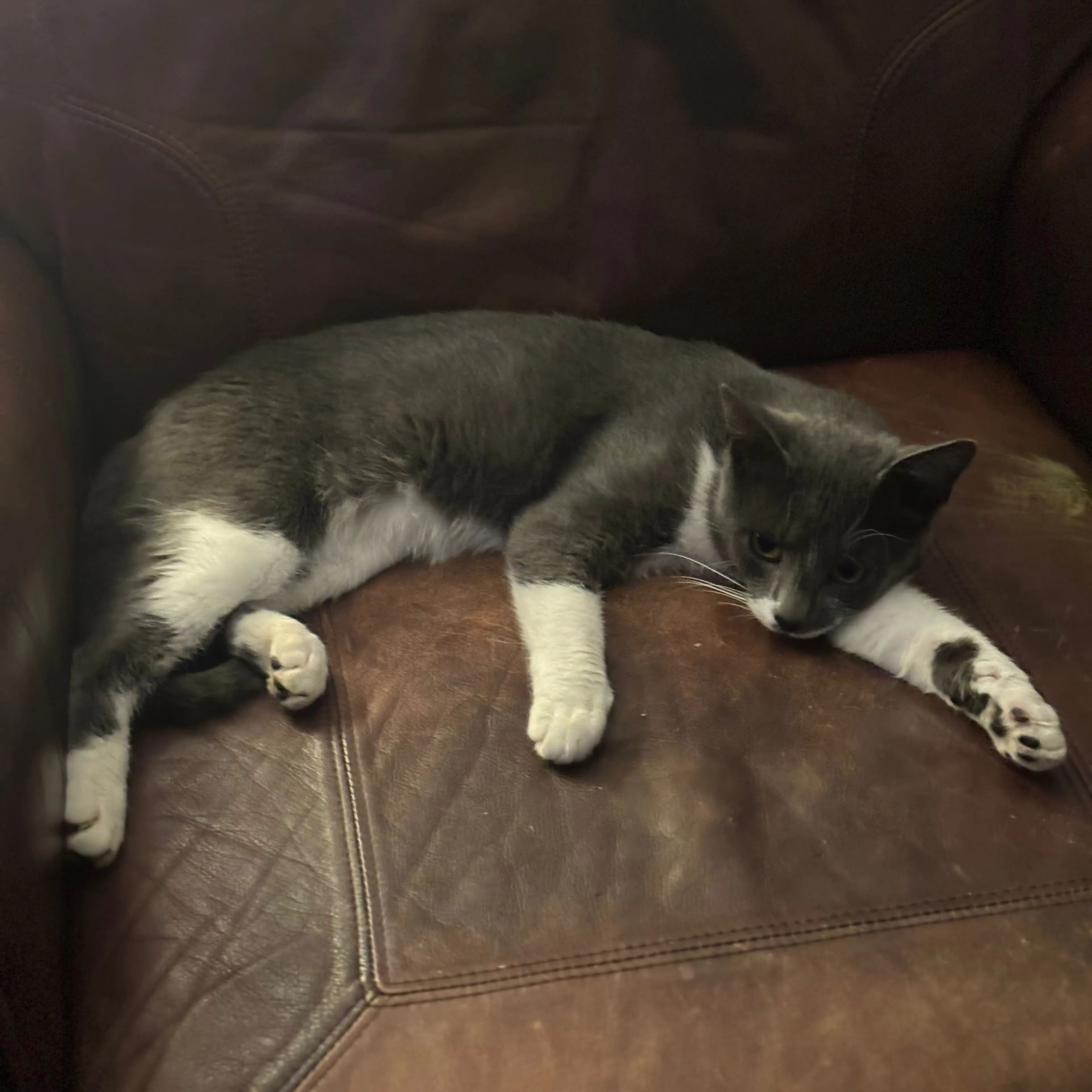 Lost pet-1