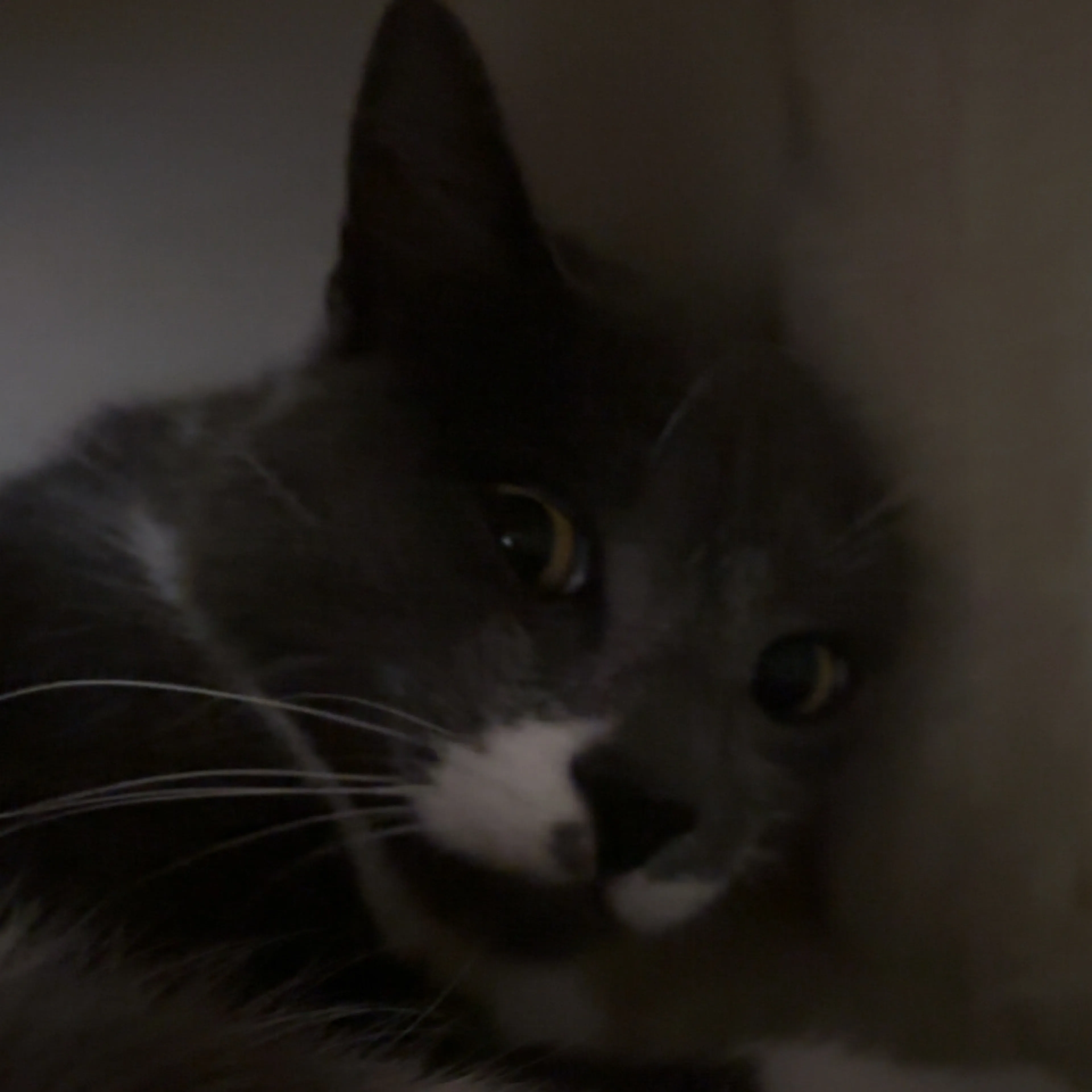 Lost pet-2