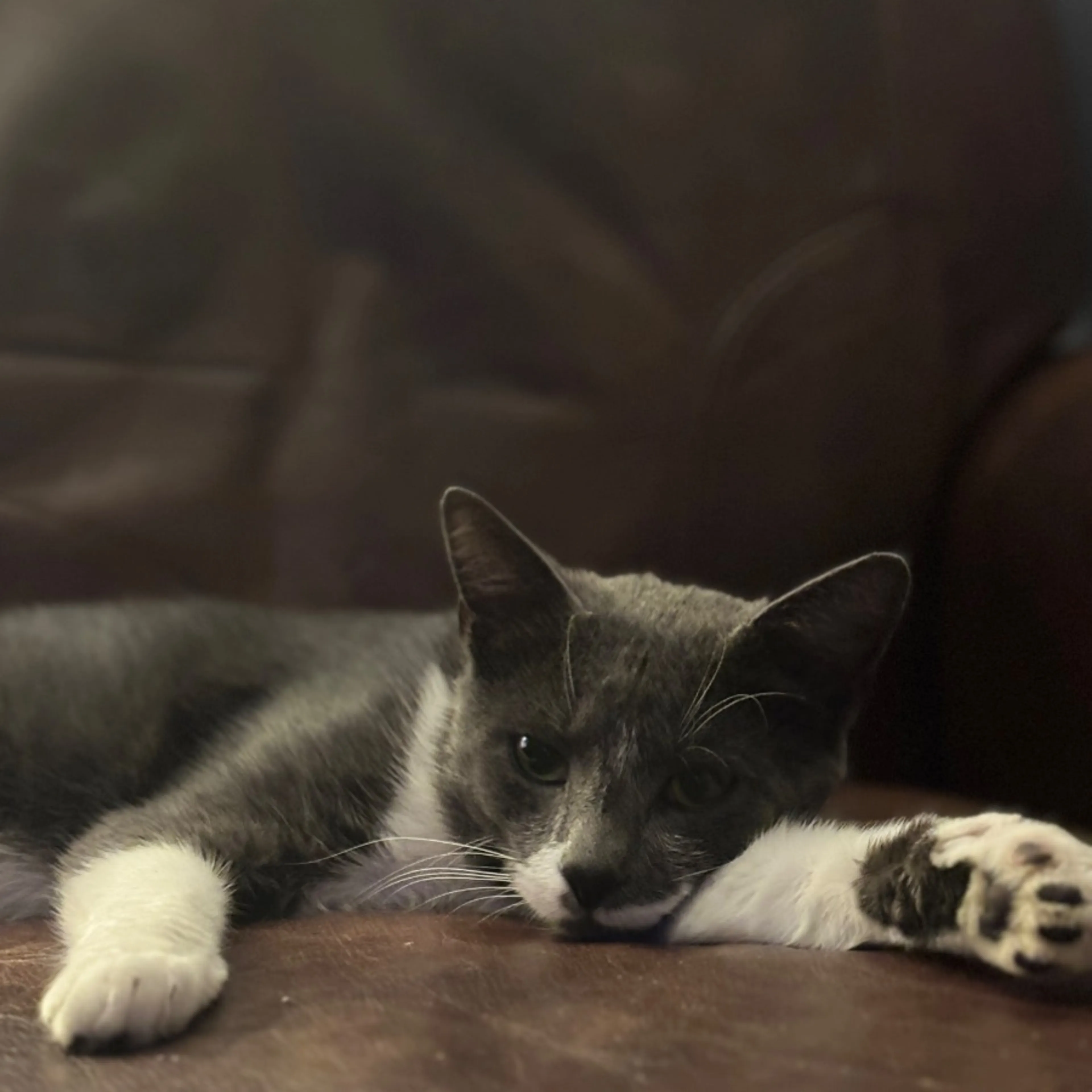 Lost pet-0