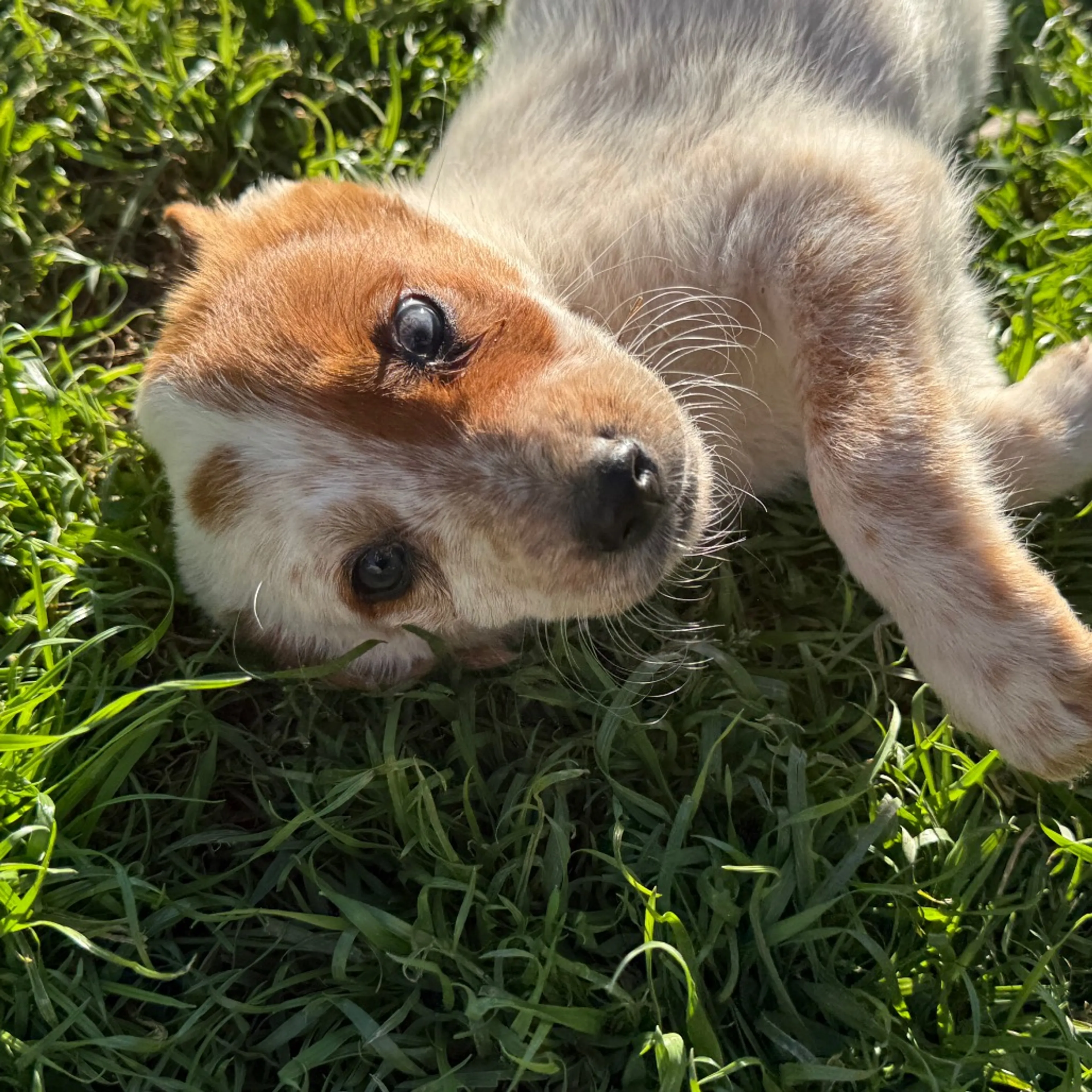 Found pet-2