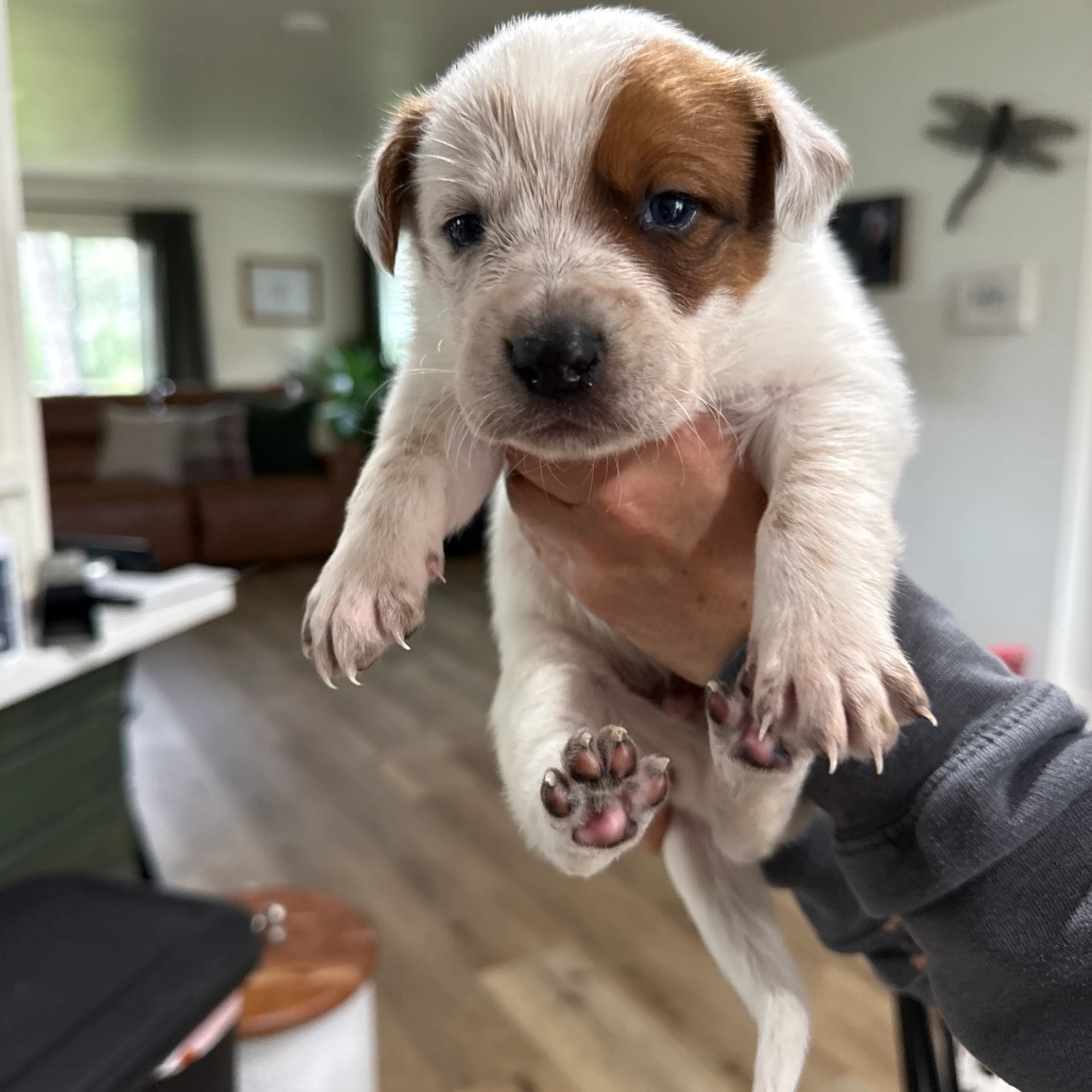 Found pet-1