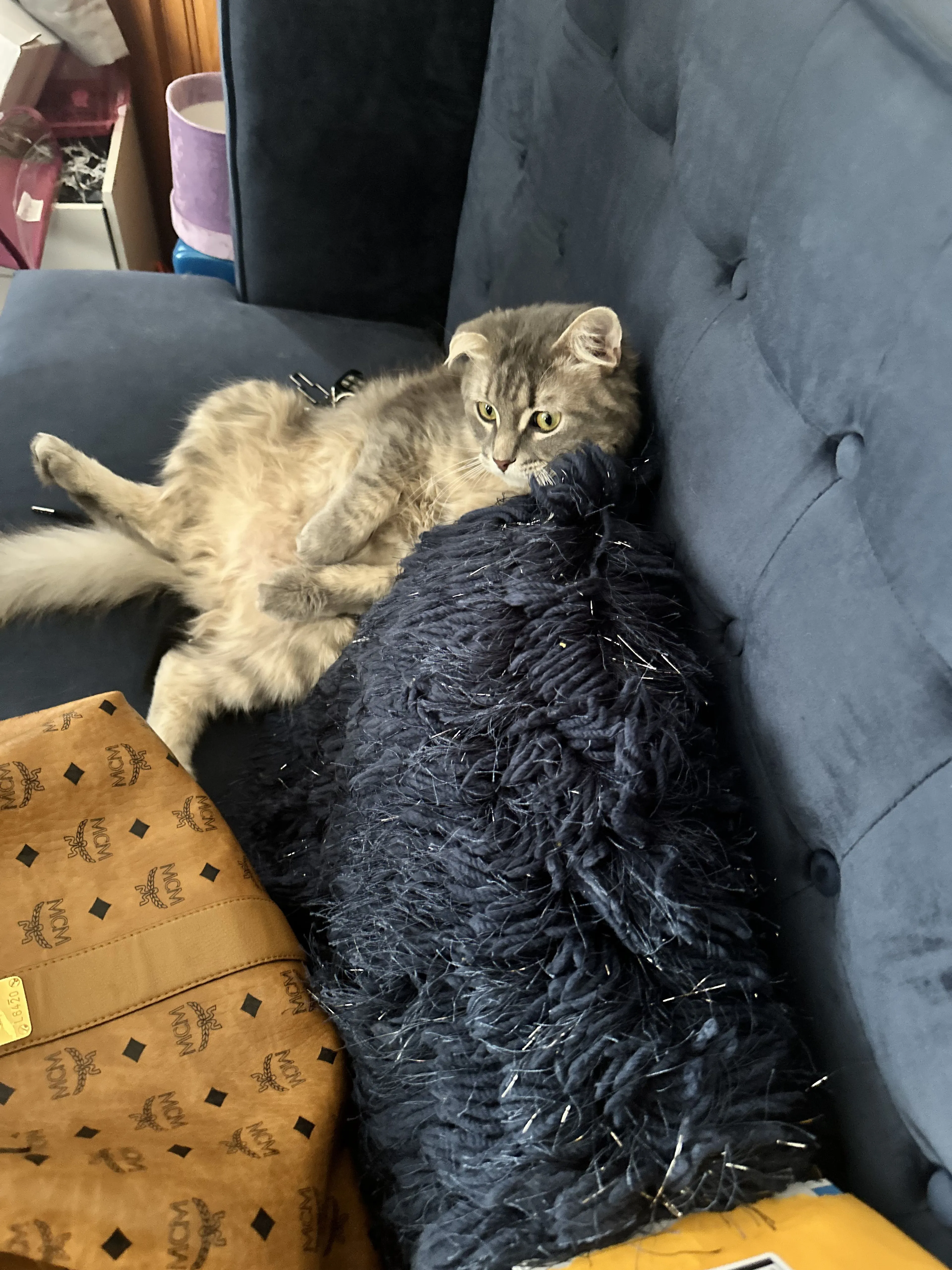 Lost pet-0