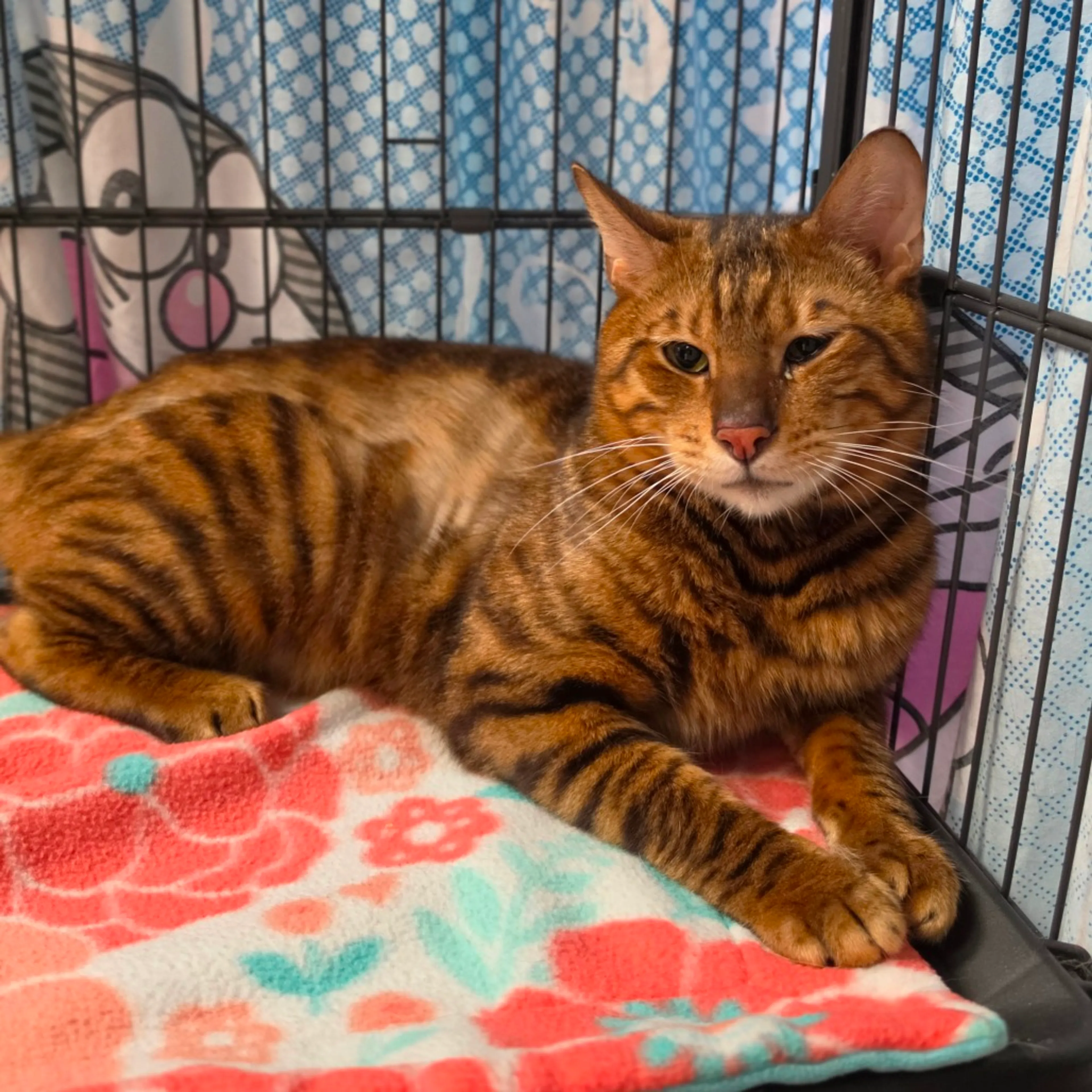 Found pet-5