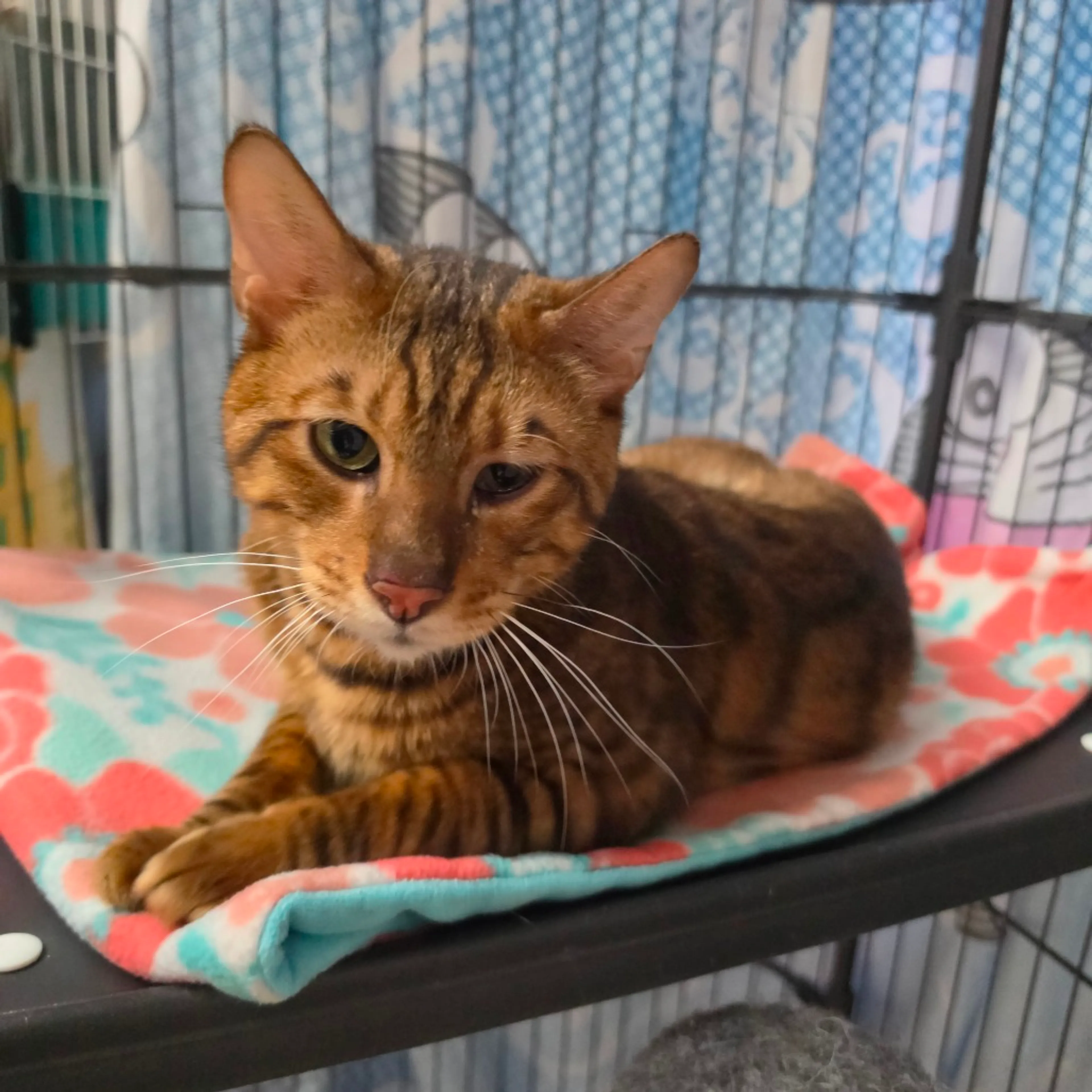 Found pet-11