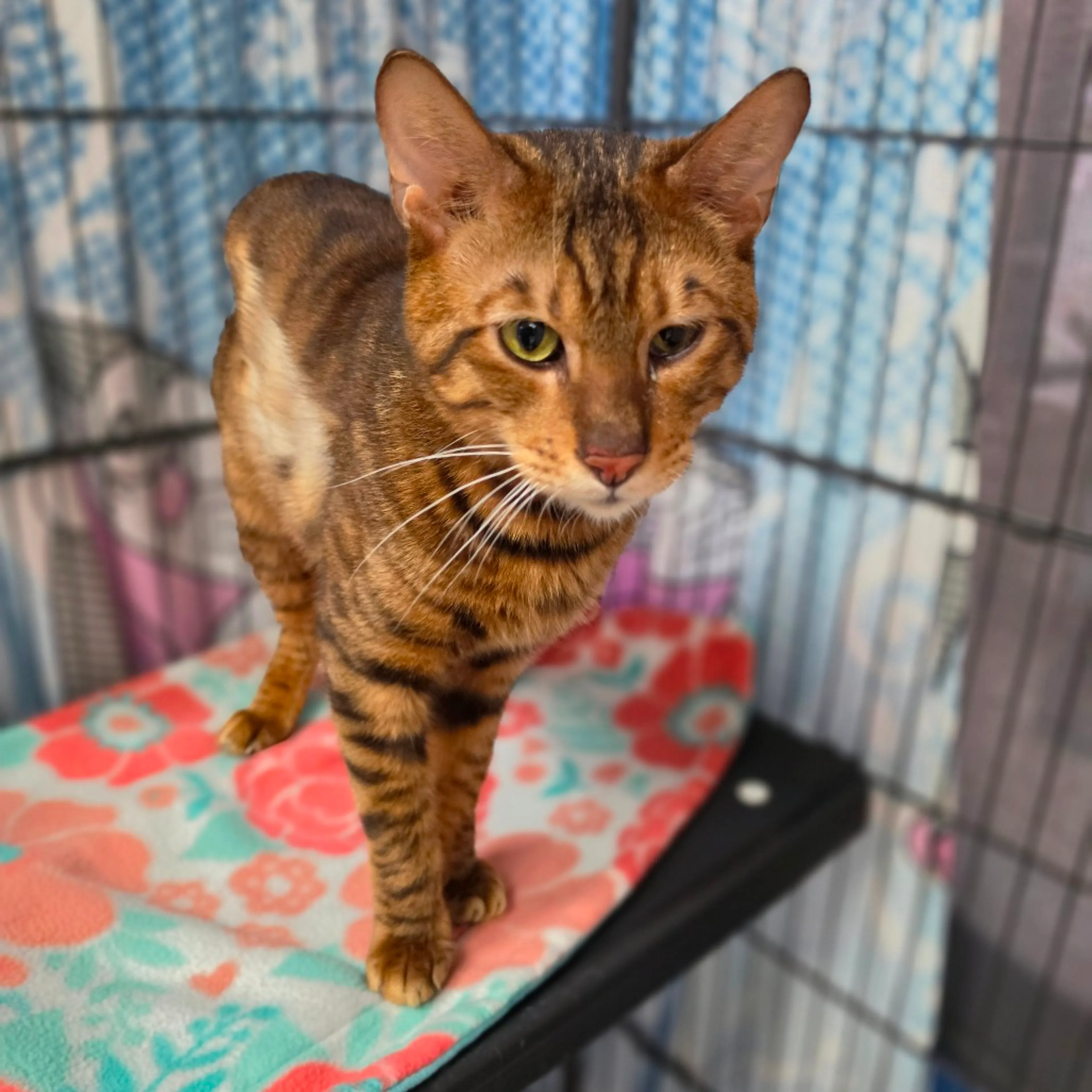 Found pet-7