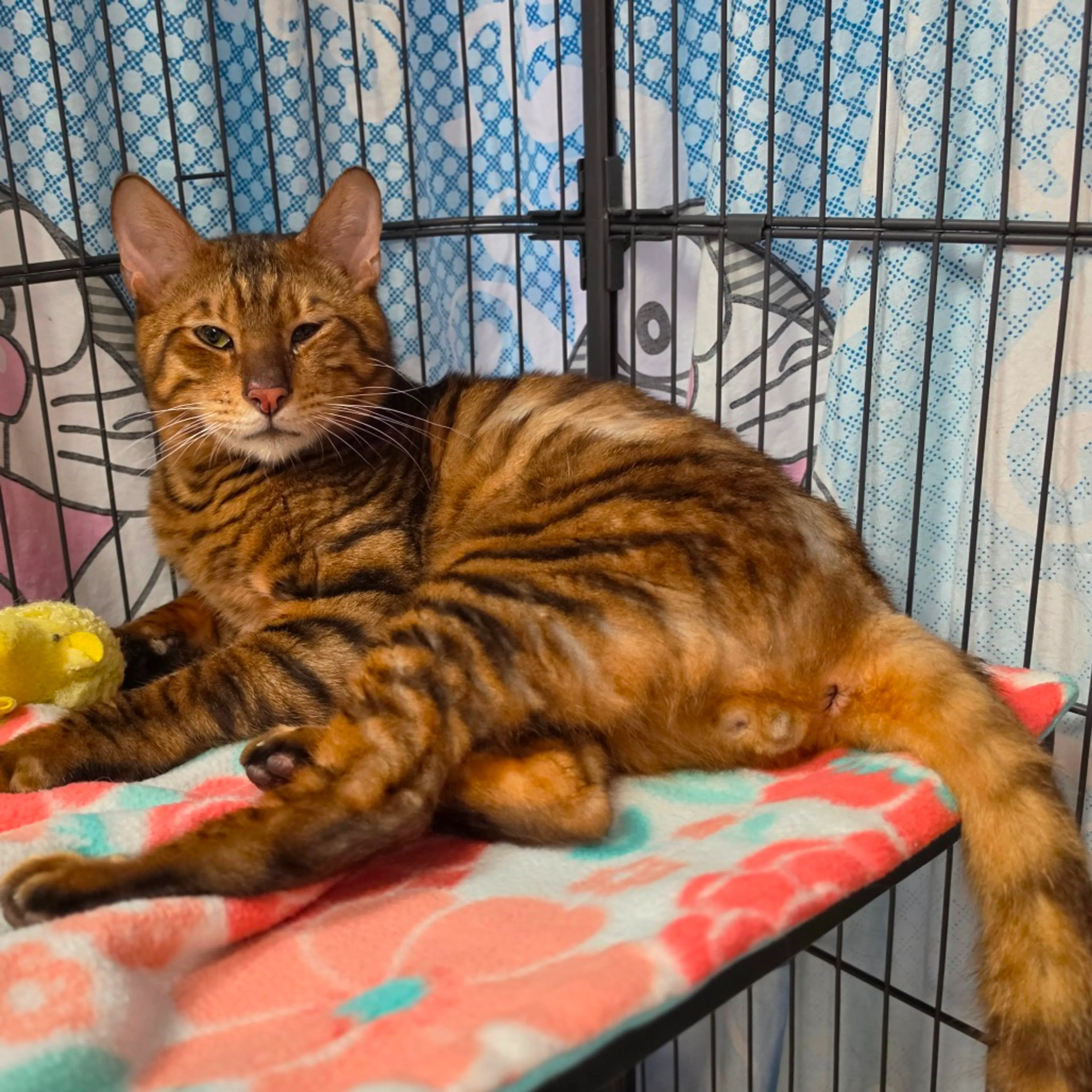 Found pet-3