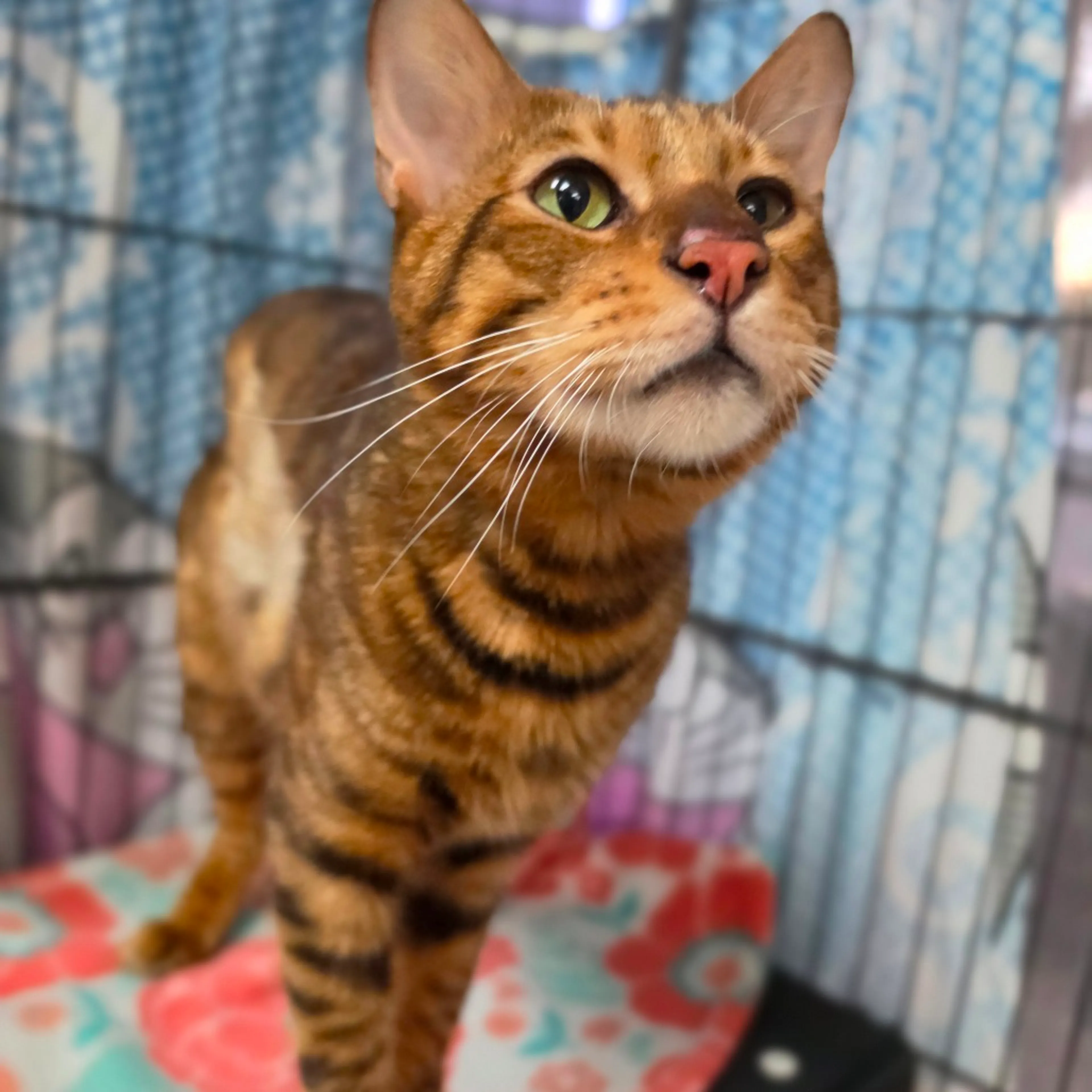 Found pet-6