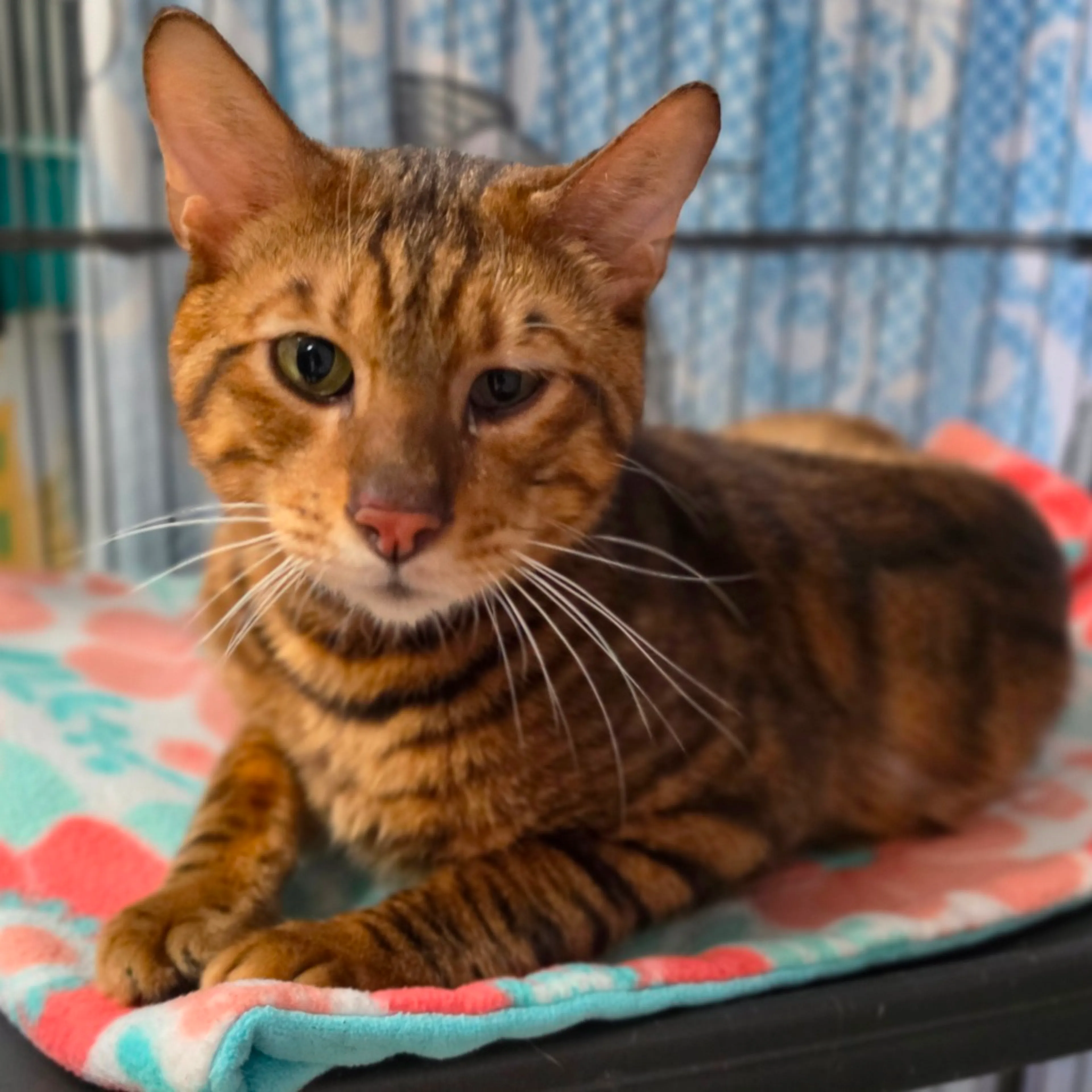 Found pet-8