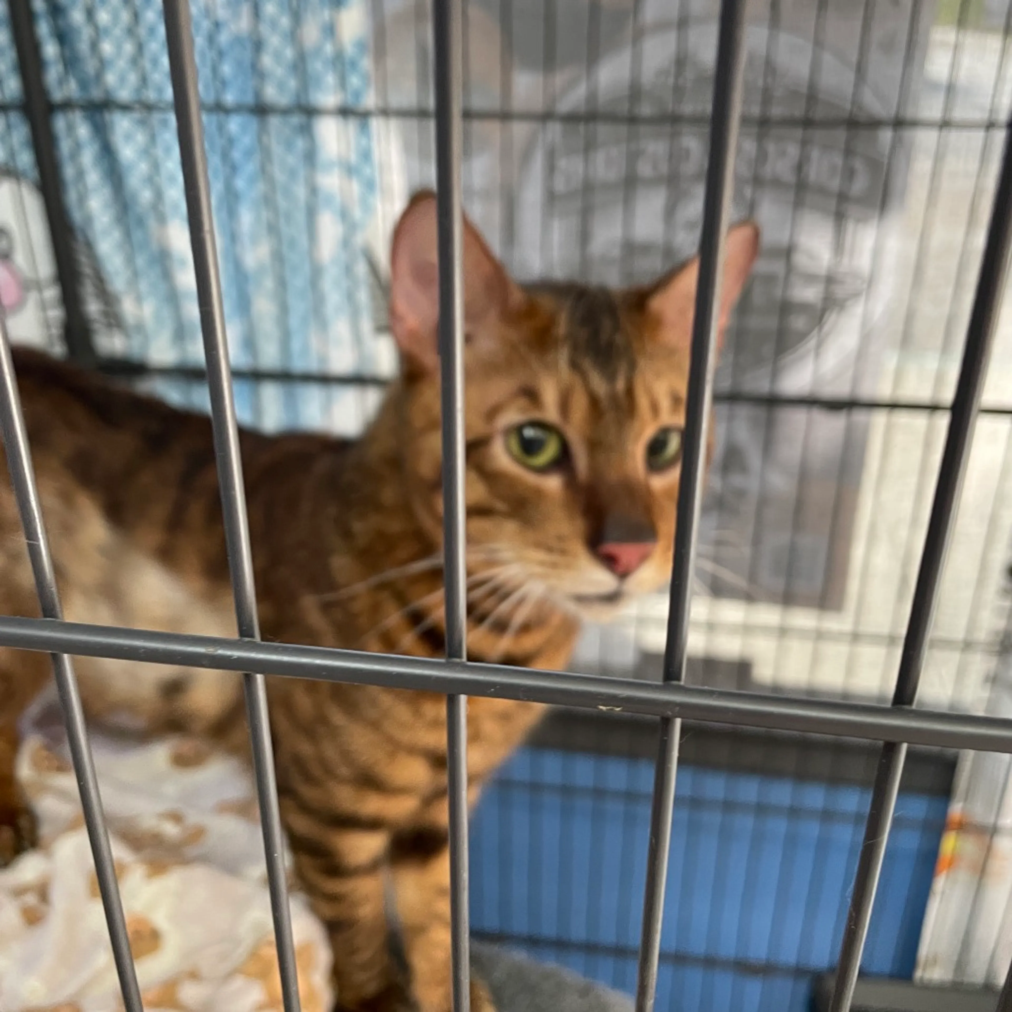 Found pet-1